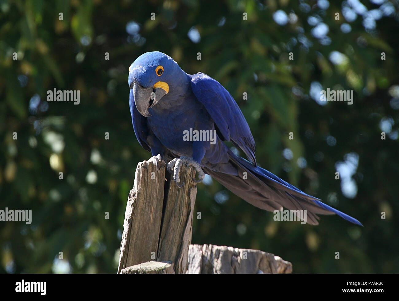 Südamerikanische Hyazinthara (Anodorhynchus hyacinthinus). in Nahaufnahme. Stockfoto