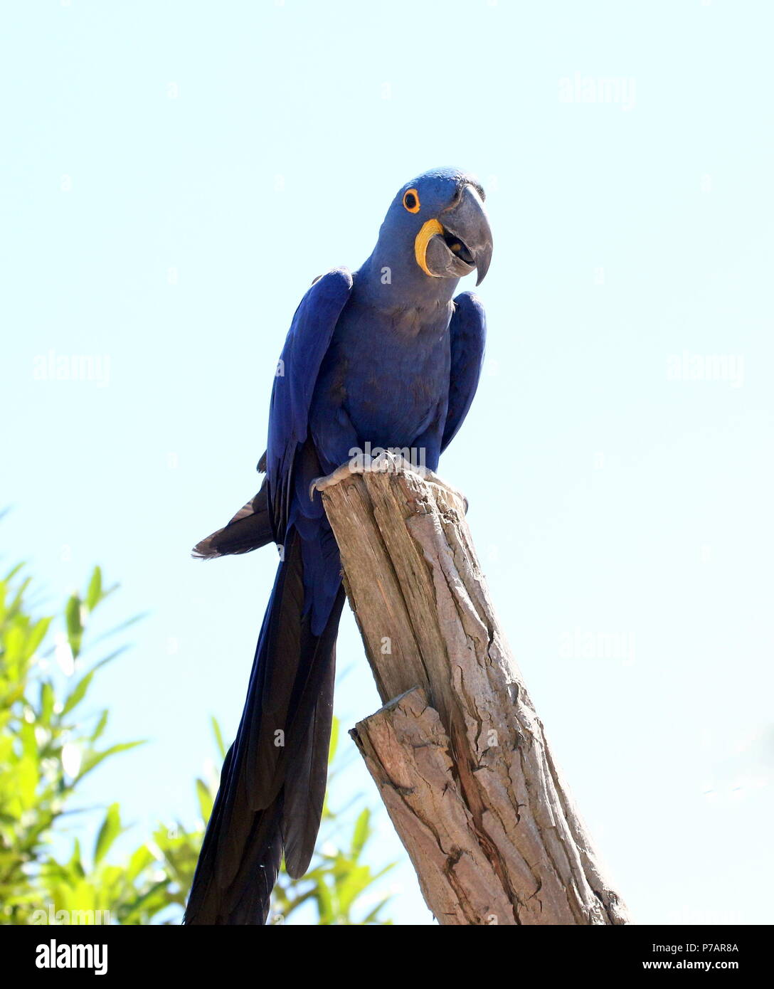 Südamerikanische Hyazinthara (Anodorhynchus hyacinthinus). in Nahaufnahme. Stockfoto