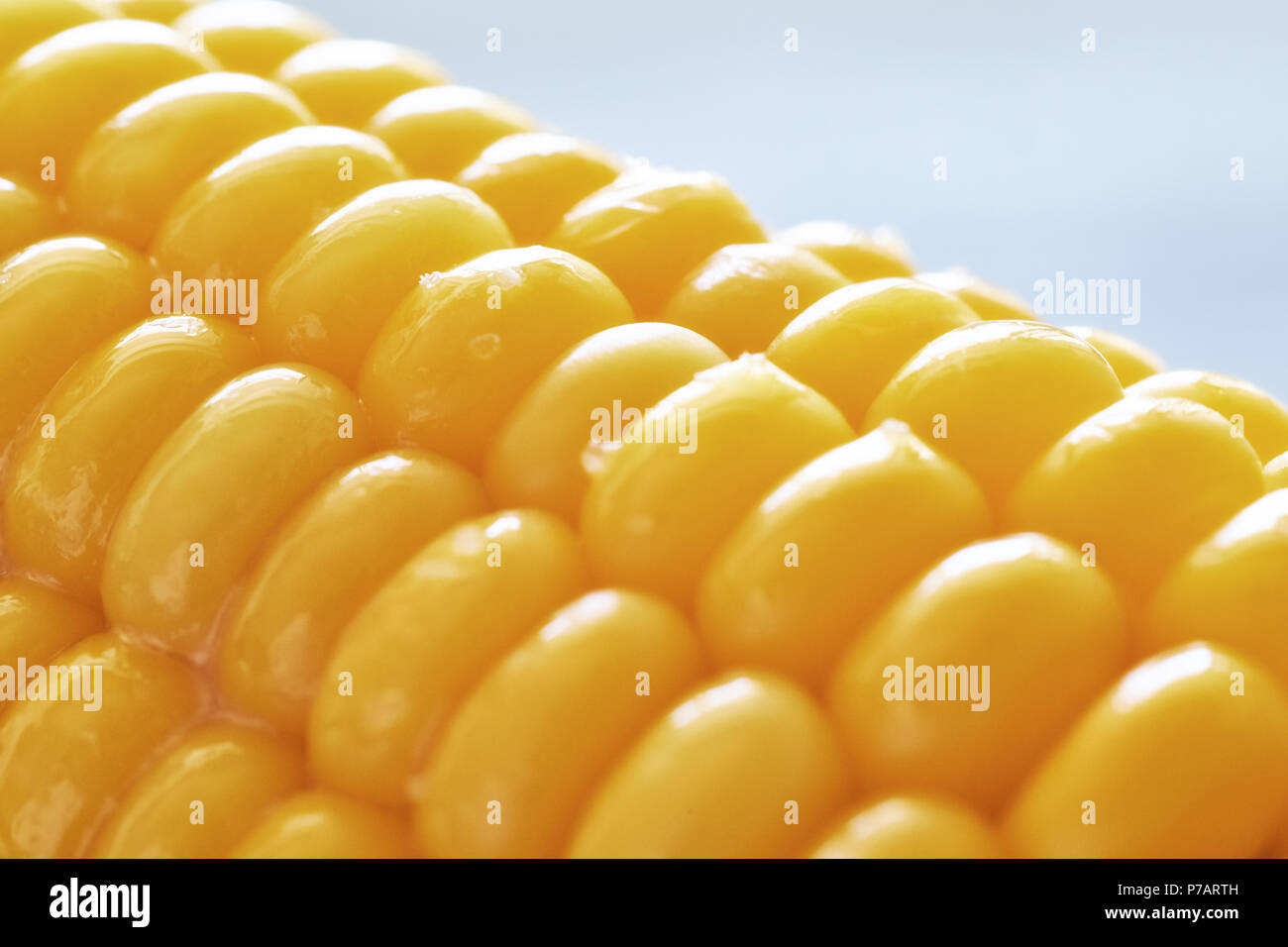 Close-up auf geöltes Maiskolben auf neutralem Hintergrund Stockfoto