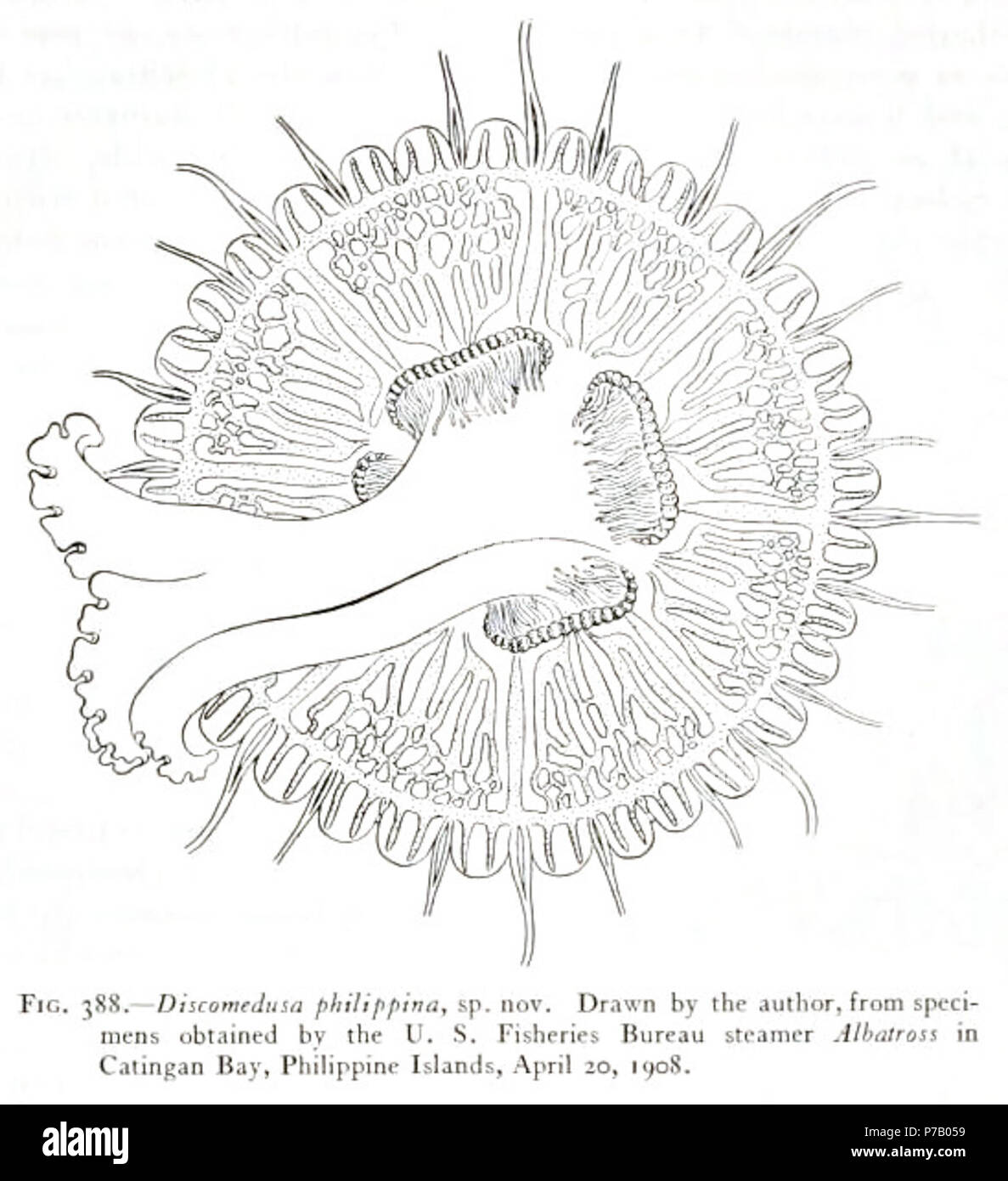 Italiano: Discomedusa i sp. nova. Disegno dell'autore. Esemplare ottenuto Dalla nave a vapore Albratross del U.S. Fischerei Bureau, Catigan Bay, Filippine, 20 aprile 1906. Englisch: Discomedusa i sp. nova. Durch die authore gezeichnet. Muster von der U.S. Fischerei Präsidium Dampfgarer Albratross, Catigan Bay, Philippinen Inseln, 20. April 1906 erhalten. 25 August 1910 57 Medusae der Welt - Vol 03 Abb. 388 Discomedusa I Stockfoto