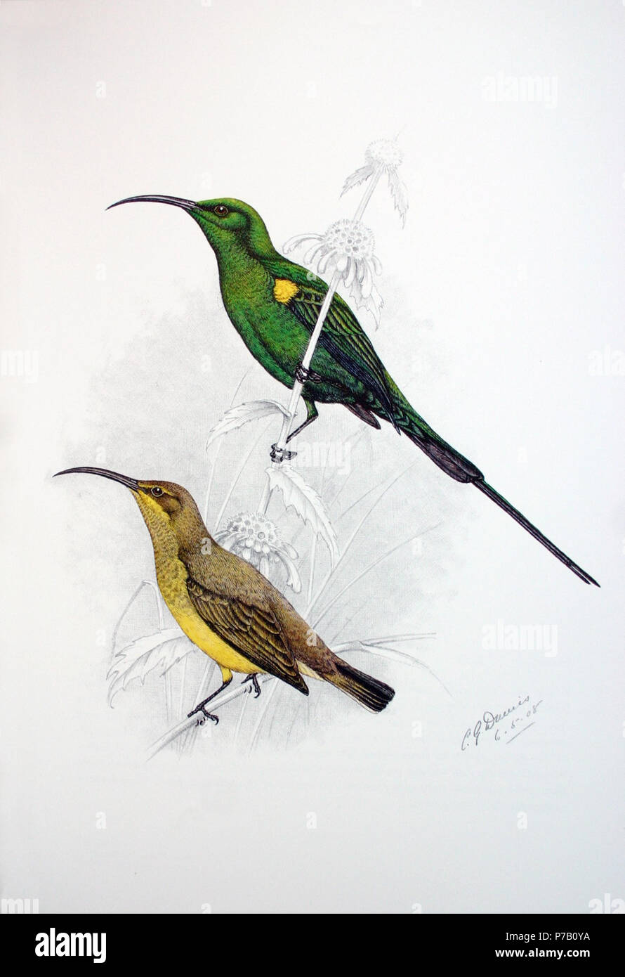 Malachite Sunbird (Nectarinia famosa). 6 Mai 1908 59 Nectarinia famosa 00 Stockfoto