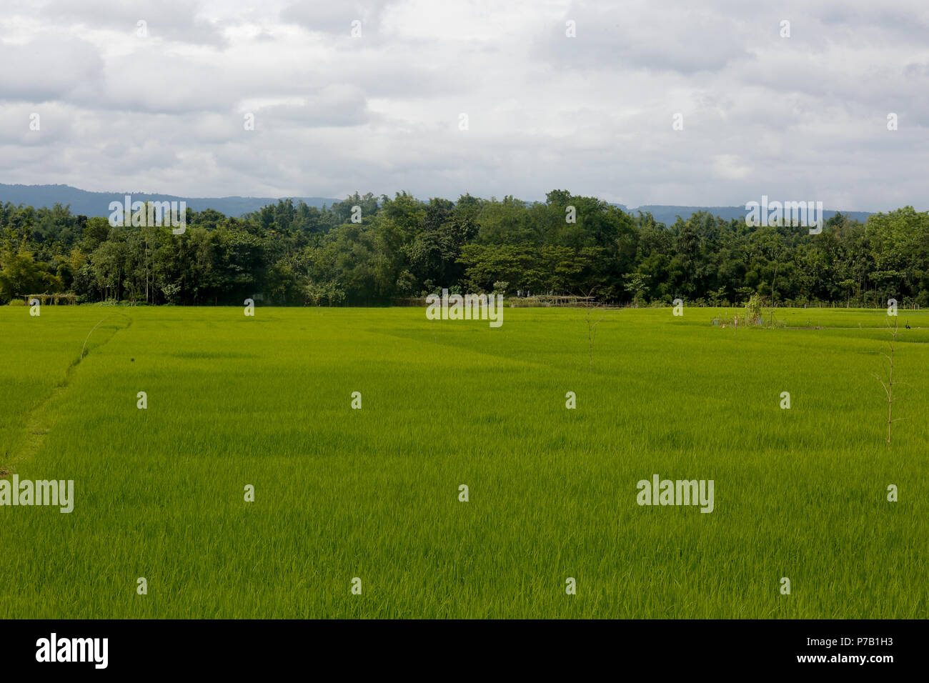 Grüne Reisfelder bei Goainghat, Sylhet, Bangladesh Stockfoto