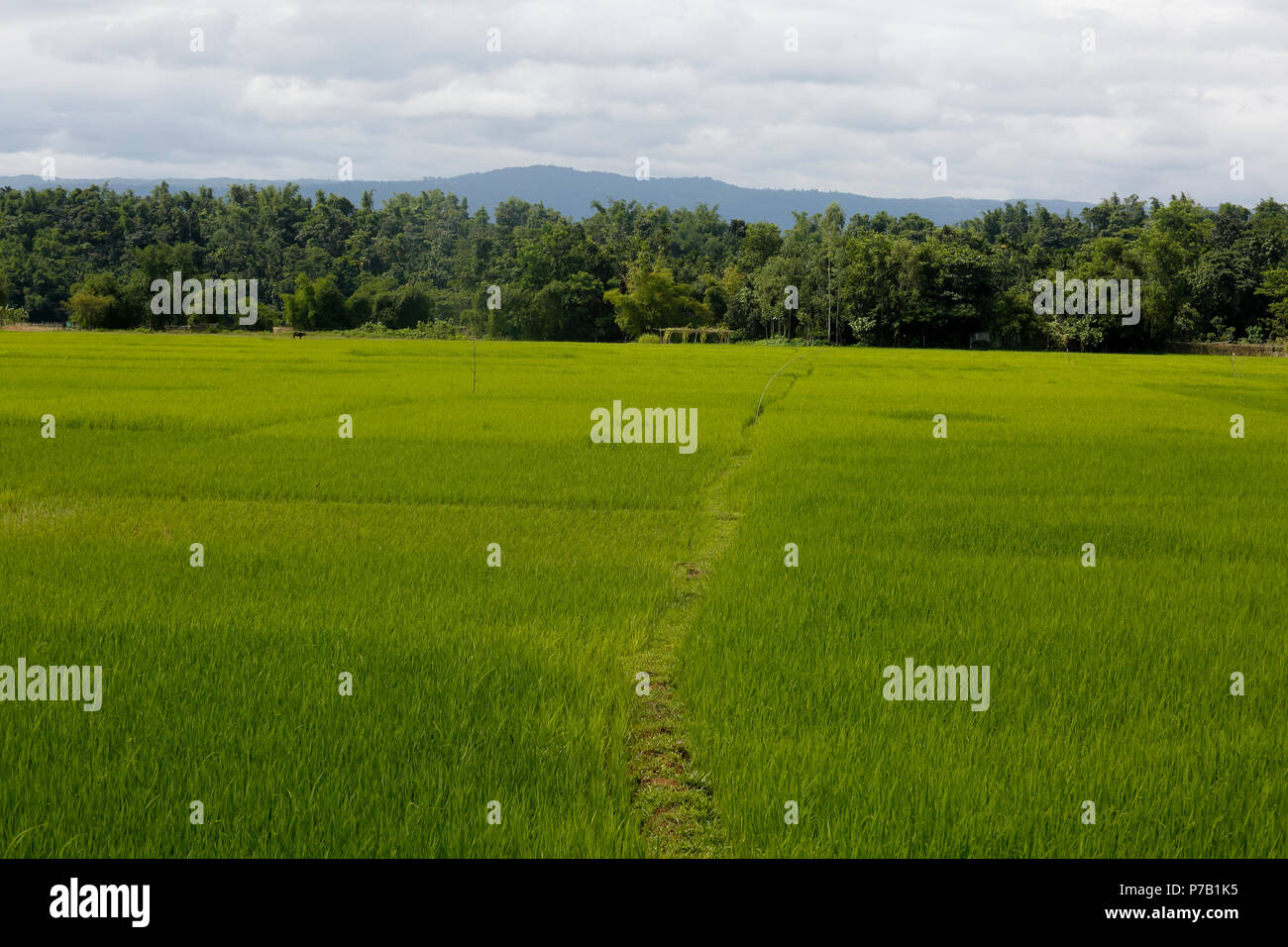 Grüne Reisfelder bei Goainghat, Sylhet, Bangladesh Stockfoto