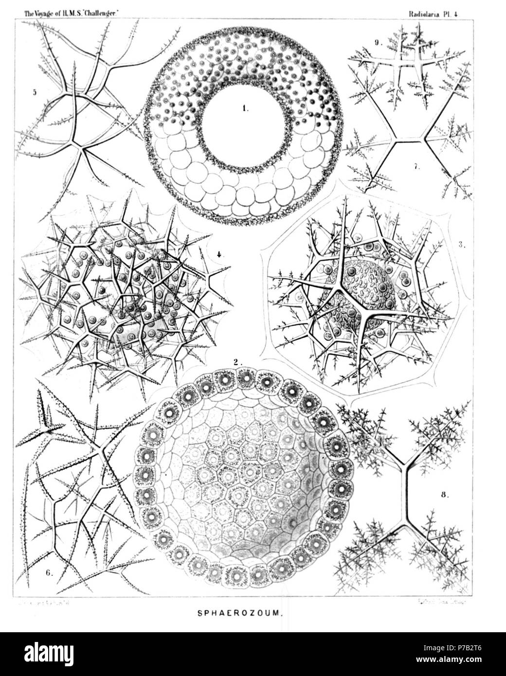 Englisch: Abbildung aus dem Bericht über die radiolaria gesammelt von H.M.S. Challenger während der Jahre 1873-1876. Teil III. Original Beschreibung: Platte 4. Sphaerozoida Diam. Abb. 1. Sphaerozoum trigeminum, n. sp., × 50 Eine ringförmige Kolonie. Die Hauptmasse der Gelee - Kolonie ist durch große Lungenbläschen gefüllt; die gesamte Oberfläche ist dicht bedeckt mit spicula Und jenseits dieses Skelett - Abdeckung liegen die sphärischen zentrale Kapseln, mit je einem Kügelchen. Diese Sorte ist durch Fehler im Text nicht erwähnt. Abb. 2. Sphaerozoum alveolatum, n. sp., × 50 Schnitt durch eine sphärische Kolonie; displayi Stockfoto
