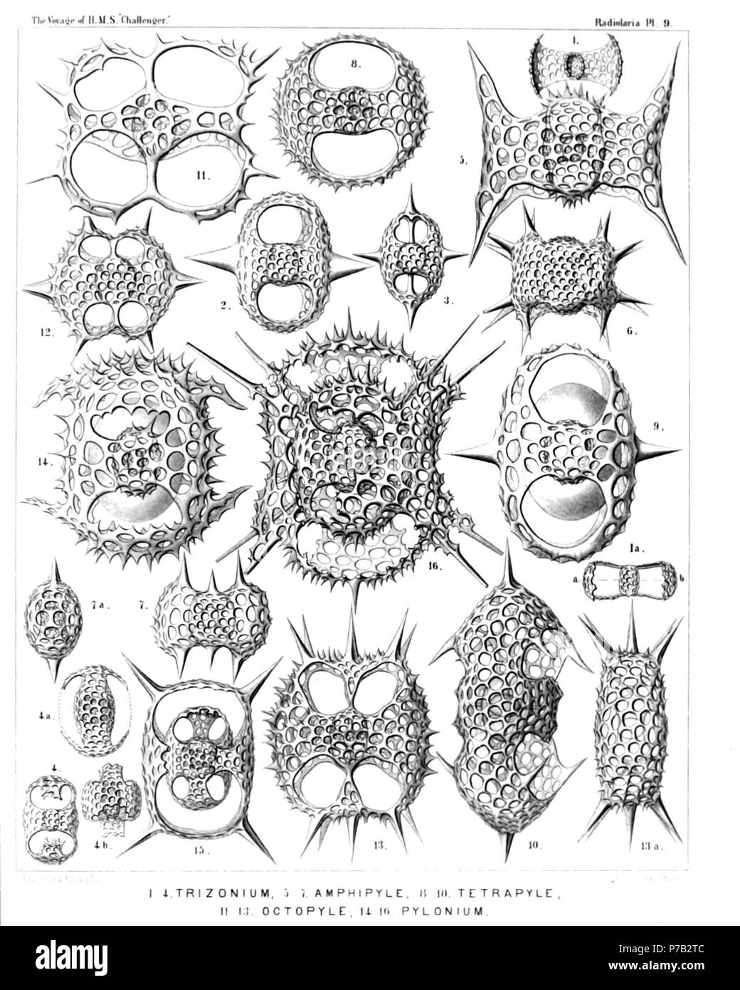 Englisch: Abbildung aus dem Bericht über die radiolaria gesammelt von H.M.S. Challenger während der Jahre 1873-1876. Teil III. Original Beschreibung: Platte 9. Pylonida. Durchm. Abb. 1. Monozonium alatum, n. sp., × 300 Dorsalansicht. Abb. 1a. Apikalen anzeigen. Abb. 2. Dizonium pleuracanthum, n. sp., × 400 Abb. 3. Dizonium stauracanthum, n. sp., × 300 Abb. 4. Trizonium tricinctum, n. sp., × 300 Dorsalansicht. Abb. 4a. Laterale Ansicht. Abb. 4b. Apikalen anzeigen. Abb. 5. Amphipyle tetraceros, n. sp., × 400 Dorsalansicht. Abb. 6. Amphipyle callizona, n. sp., × 300 Dorsalansicht. Abb. 7. Amphipyle amphipt Stockfoto