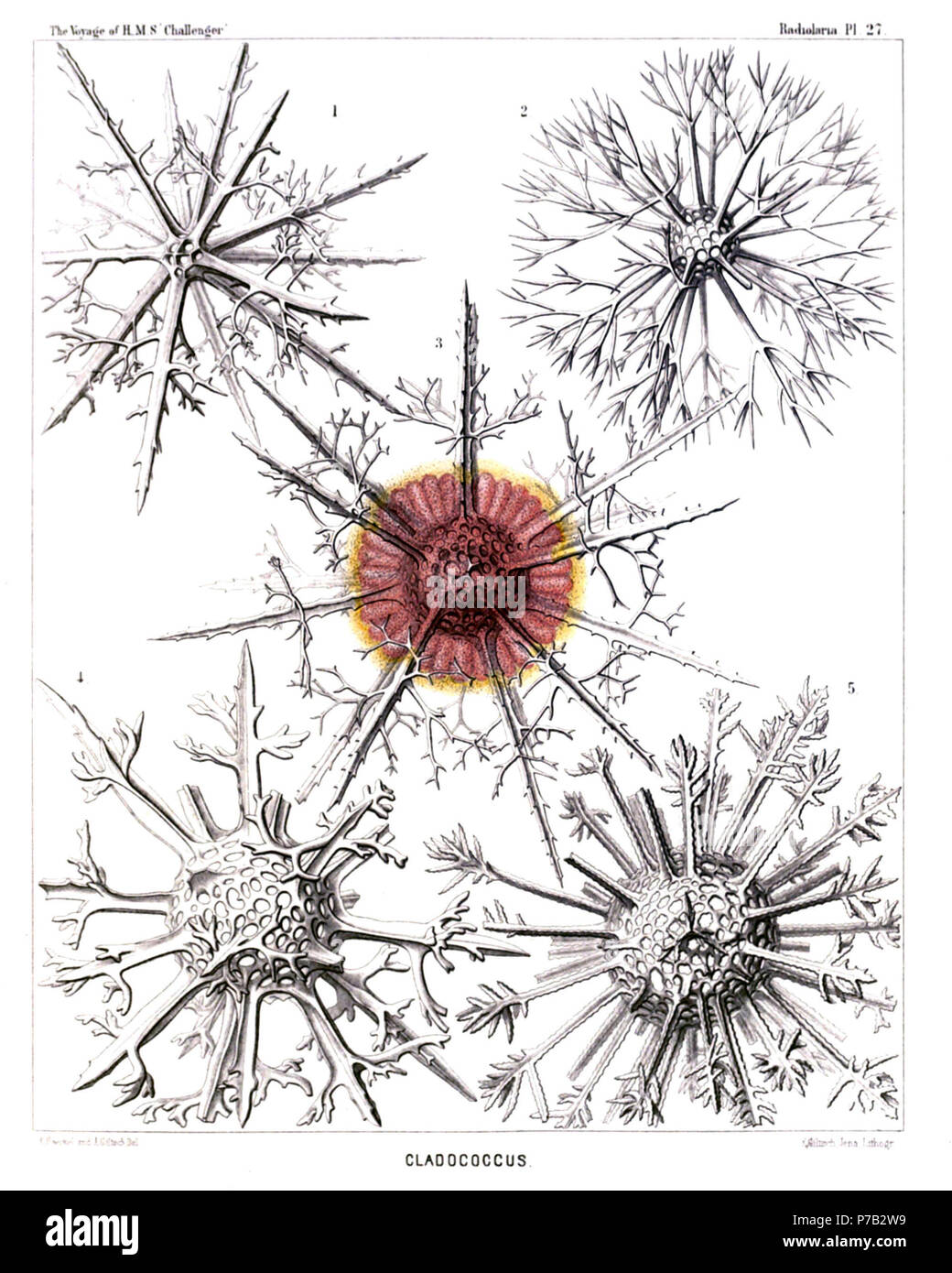 Englisch: Abbildung aus dem Bericht über die radiolaria gesammelt von H.M.S. Challenger während der Jahre 1873-1876. Teil III. Original Beschreibung: Platte 27. Astrosphaerida. Durchm. Abb. 1. Cladococcus pinetum, n. sp., × 300 Abb. 2. Cladococcus scoparius, n. sp., × 300 Abb. 3. Cladococcus abietinus, n. sp., × 300 Die zentrale Kapsel, ursprünglich in der Schale umschlossen, sendet zahlreiche Club-förmige apophyses durch die Poren des Lattice-Bereich. Die zentrale sphärischer Kern füllt sich die Hälfte der Shell-Buchse. Abb. 4. Cladococcus Stalaktiten, n. sp., × 300 Abb. 5. Cladococcus Dendriten, Stockfoto