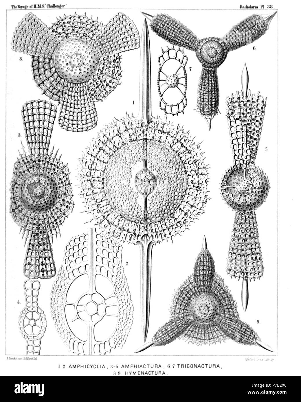 Englisch: Abbildung aus dem Bericht über die radiolaria gesammelt von H.M.S. Challenger während der Jahre 1873-1876. Teil III. Original Beschreibung: Platte 38. Coccodiscida. Durchm. Abb. 1. Amphicyclia chronometra, n. sp., × 400 Abb. 2. Amphicyclia pachydiscus, n. sp., × 500 vertikalen Abschnitt durch das Zentrum. Abb. 3. Amphiactura amphibrachia, n. sp., × 300 Abb. 4. Amphiactura amphibrachia, n. sp., 150 x 150 vertikalen Abschnitt durch das Zentrum. Abb. 5. Diplactura diploconus, n. sp., × 300 Abb. 6. Trigonactura triacantha, n. sp., x 200 Abb. 7. Trigonactura triacantha, n. sp., × 400 Vert Stockfoto