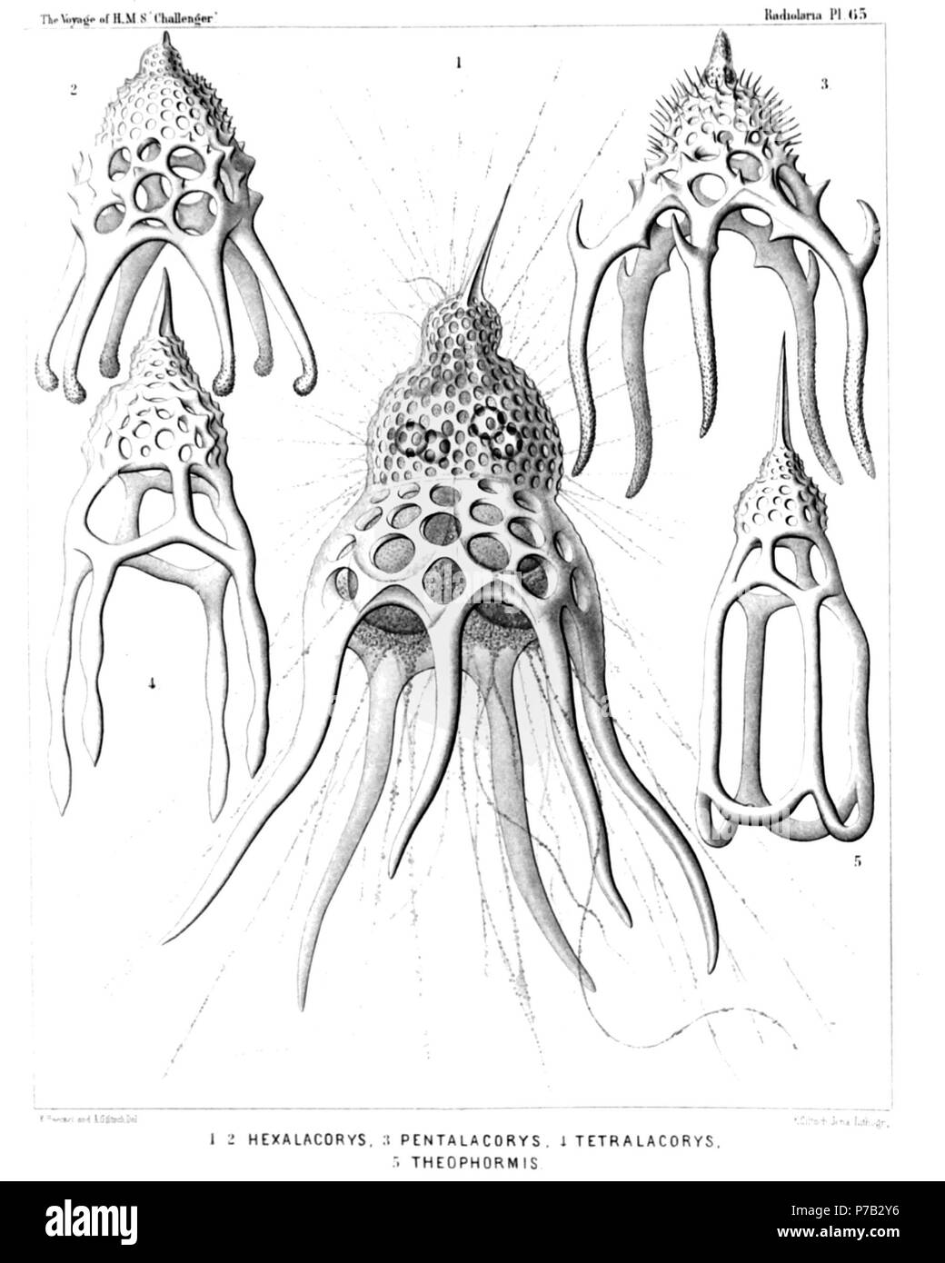 Englisch: Abbildung aus dem Bericht über die radiolaria gesammelt von H.M.S. Challenger während der Jahre 1873-1876. Teil III. Original Beschreibung: Platte 65. Phormocyrtida. Durchm. Abb. 1. Alacorys Friderici, n. sp. (Vel Hexalacorys friderici) × 400 Die zentrale Kapsel, in der verglaste Schale umschlossen, Exponate in der unteren Hälfte vier großen Club-förmigen Lappen, von denen jede in ihrem oberen Teil einer großen Öl- Kügelchen. Die oberste, ungeteilte Teil der Capsule umfasst den Kern, die vier kleinen nuklearen Vorsprung durch die vier Löcher des cortinar Septum ragt in den Thorax Stockfoto