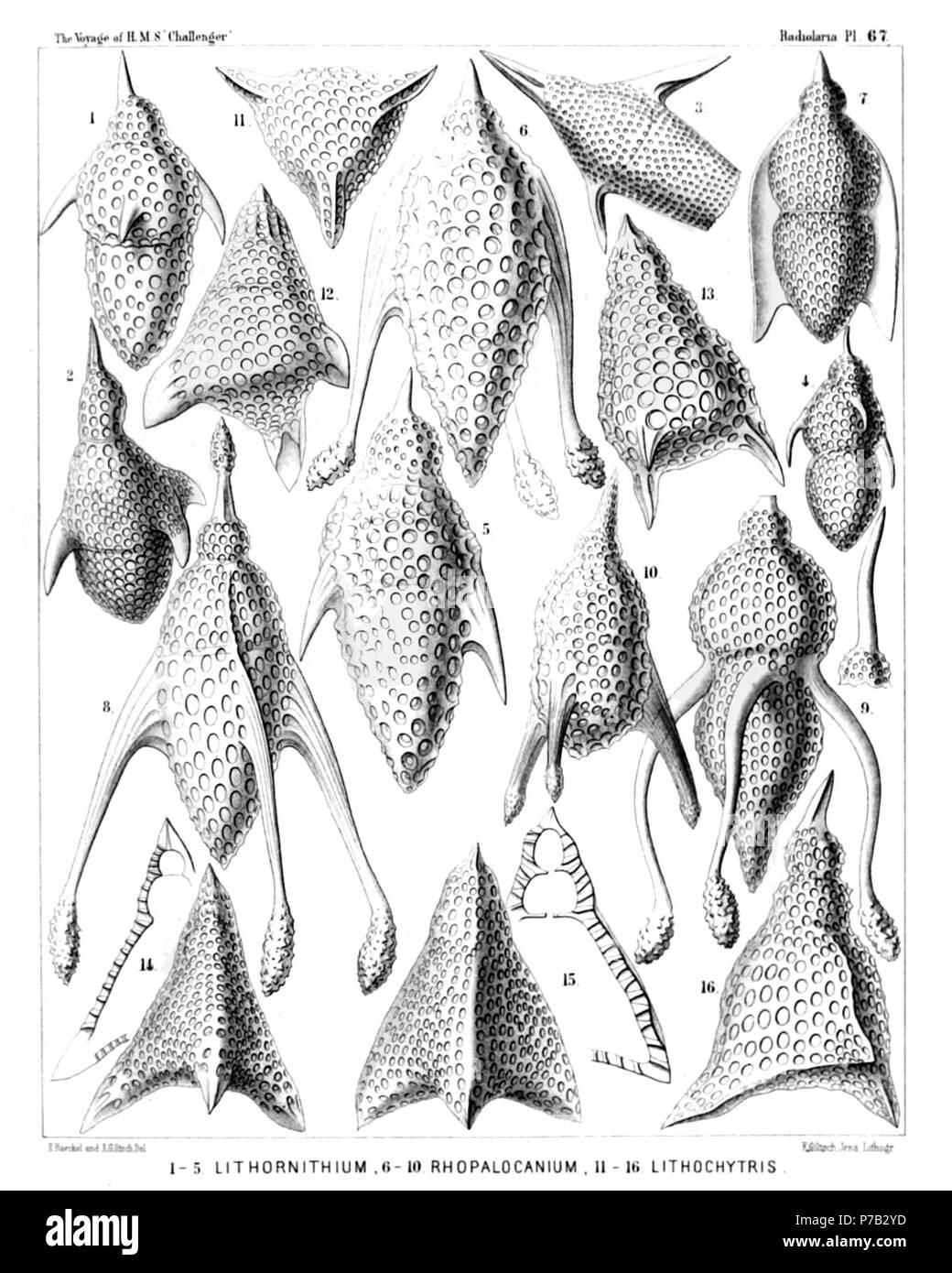Englisch: Abbildung aus dem Bericht über die radiolaria gesammelt von H.M.S. Challenger während der Jahre 1873-1876. Teil III. Original Beschreibung: Platte 67. Podocyrtida. Durchm. Abb. 1. Lithornithium Falco, n. sp., × 400 Abb. 2. Lithornithium fringilla, n. sp., × 400 Abb. 3. Lithornithium ciconia, n. sp., × 400 Abb. 4. Lithornithium trochilus, n. sp., × 400 Abb. 5. Theopera fusiformis, n. sp., × 400 Abb. 6. Theopera chytropus, n. sp., × 400 Abb. 7. Theopera prismatica, n. sp., × 300 Abb. 8. Theopera Cortina, n. sp., × 400 Abb. 9. Rhopalocanium delphicum, n. sp., × 400 Abb. 10. Rh Stockfoto