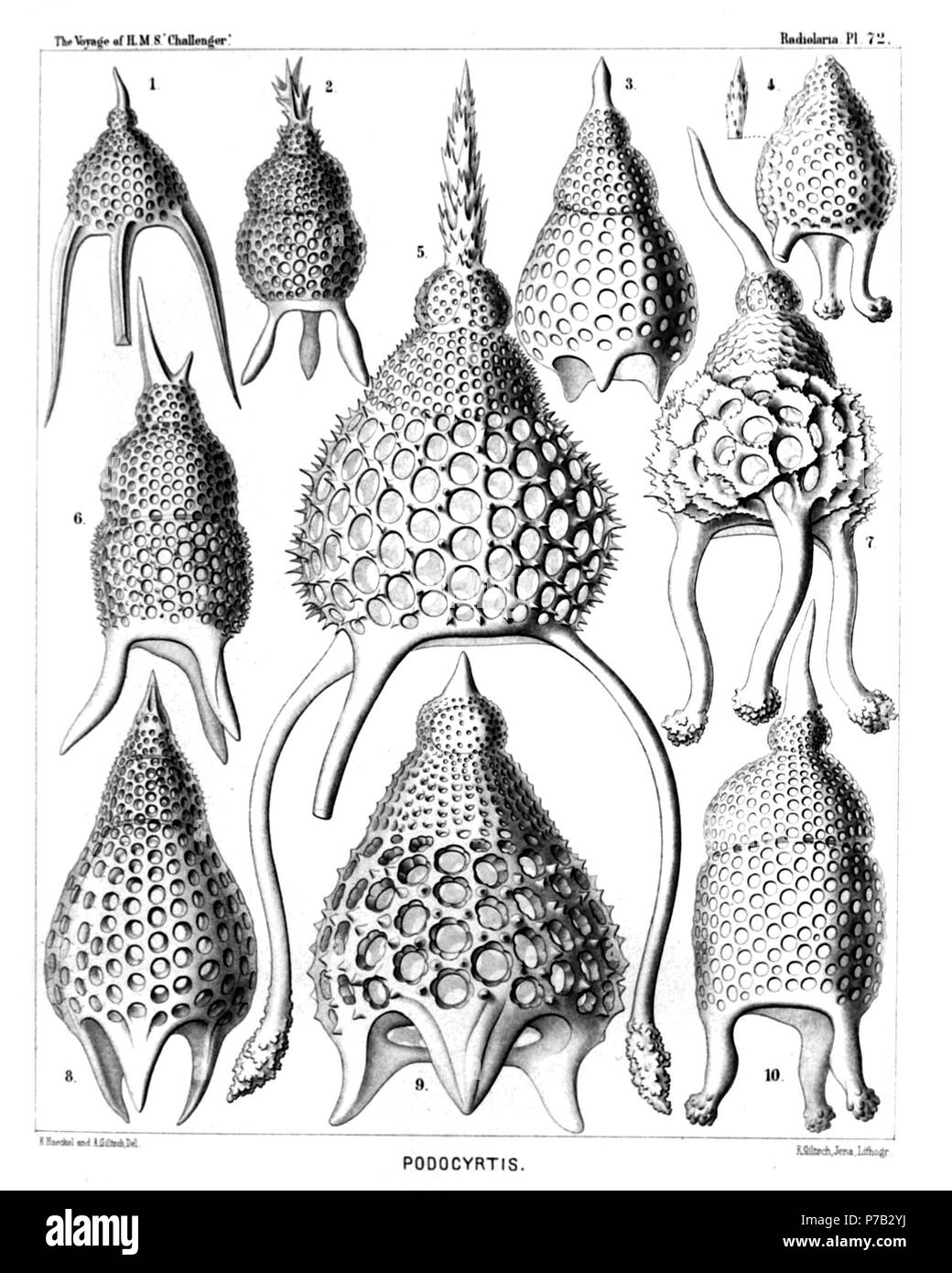 Englisch: Abbildung aus dem Bericht über die radiolaria gesammelt von H.M.S. Challenger während der Jahre 1873-1876. Teil III. Original Beschreibung: Platte 72. Podocyrtida. Durchm. Abb. 1. Podocyrtis prismatica, n. sp., × 300 Abb. 2. Podocyrtis corythaeola, n. sp., × 300 Abb. 3. Podocyrtis lithoconus, n. sp., × 300 Abb. 4. Podocyrtis tripodiscus, n. sp., × 300 Abb. 5. Podocyrtis magnifica, n. sp., 500 Abb. 6. Podocyrtis divergens, n. sp., × 400 Abb. 7. Podocyrtis cristata, n. sp., × 400 Abb. 8. Podocyrtis pedicellaria, n. sp., × 300 Abb. 9. Podocyrtis flosculata, n. sp., 500 Abb. Stockfoto
