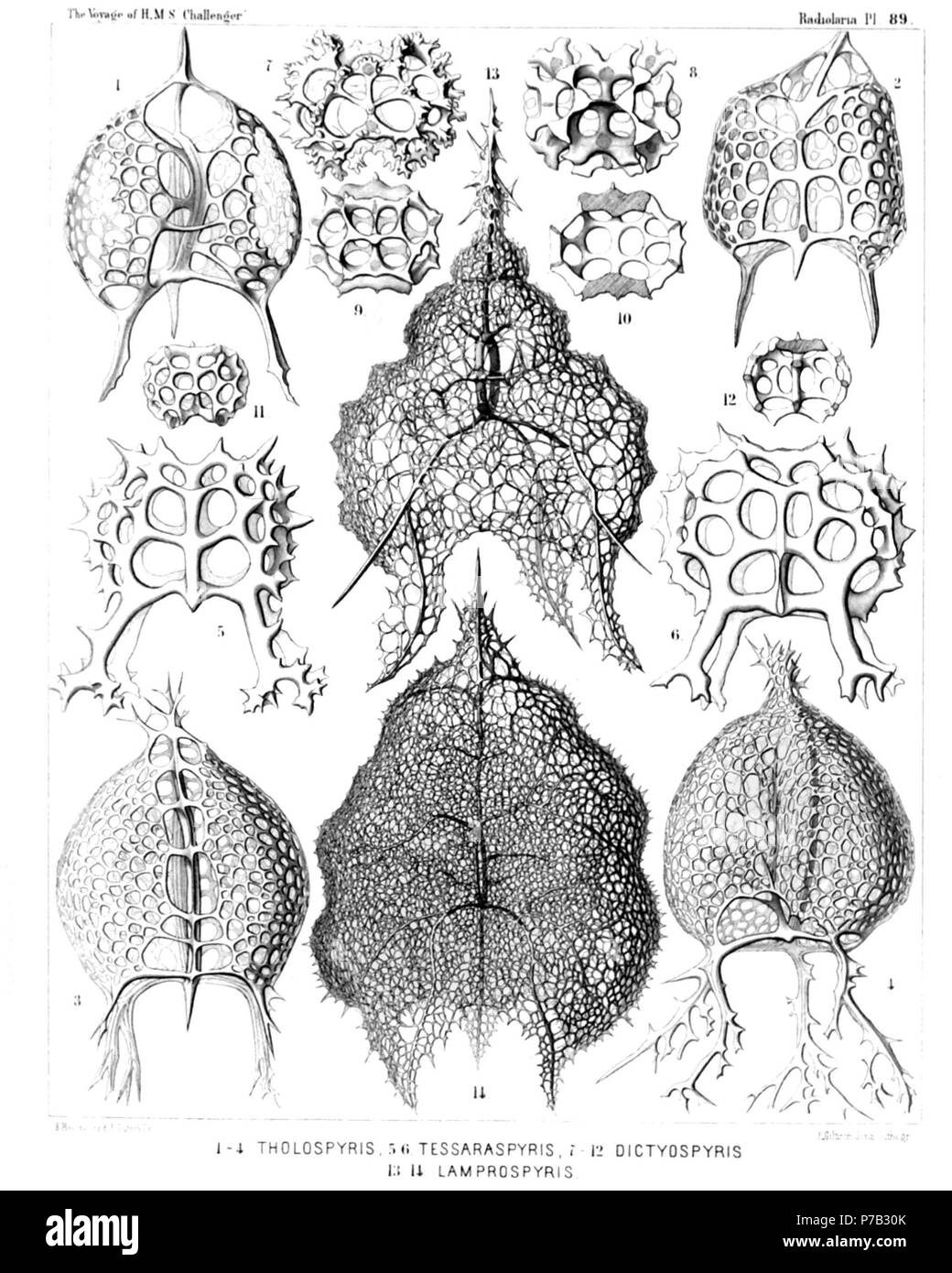 Englisch: Abbildung aus dem Bericht über die radiolaria gesammelt von H.M.S. Challenger während der Jahre 1873-1876. Teil III. Original Beschreibung: Platte 89. Zygospyrida, Tholospyrida et Androspyrida. Durchm. Abb. 1. Tholospyris tripodiscus, n. sp., × 400 Bauchseite. Abb. 2. Tholospyris Madan, n. sp., × 400 Dorsal. Abb. 3. Tholospyris ramosa, n. sp., × 400 Dorsal. Abb. 4. Tholospyris Kuppel, n. sp., × 400 Bauchseite. Abb. 5. Therospyris Leo, n. sp., × 400 Bauchseite. Abb. 6. Therospyris felis, n. sp., × 400 Dorsal. Abb. 7. Dictyospyris Stalaktiten, n. Stockfoto