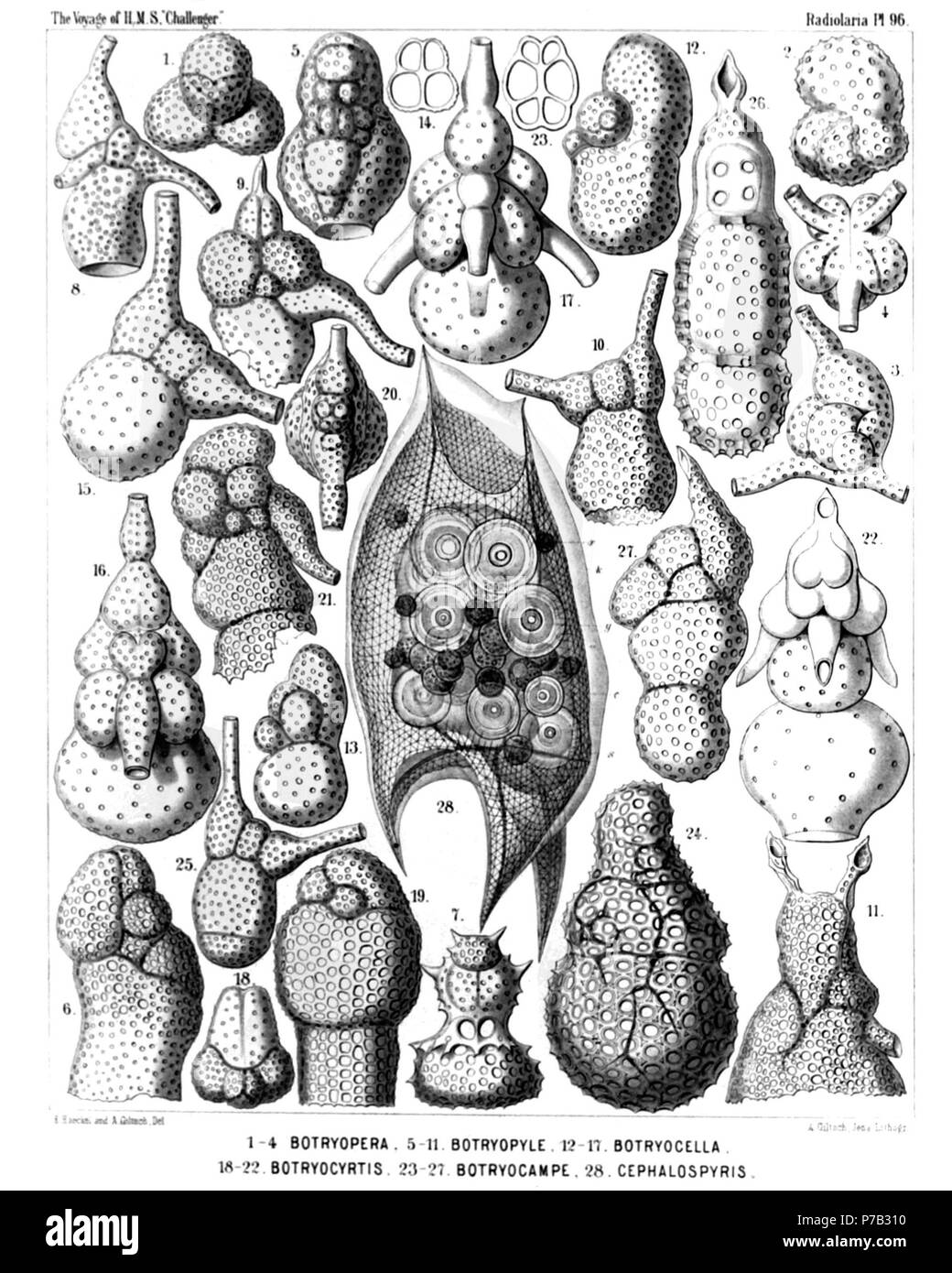 Englisch: Abbildung aus dem Bericht über die radiolaria gesammelt von H.M.S. Challenger während der Jahre 1873-1876. Teil III. Original Beschreibung: Platte 96. Vorlage: APS, Vorlage: Aps et Vorlage: Aps Diam. Abb. 1. Botryopera cyrtoloba, n. sp., × 500 Apikalen anzeigen. Abb. 2. Botryopera quinqueloba, n. sp., × 500 Halb seitlich, halb frontale Ansicht. Abb. 3. Cannobotrys tricanna, n. sp., × 400 Blick von der frontalen, die Hälfte von der linken Seite. Abb. 4. Cannobotrys Cortina, n. sp., × 400 Basale anzeigen. Abb. 5. Botryopyle inclusa, n. sp., × 500 frontale Ansicht. Abb. 6. Botryopyle dictyocephalus Stockfoto