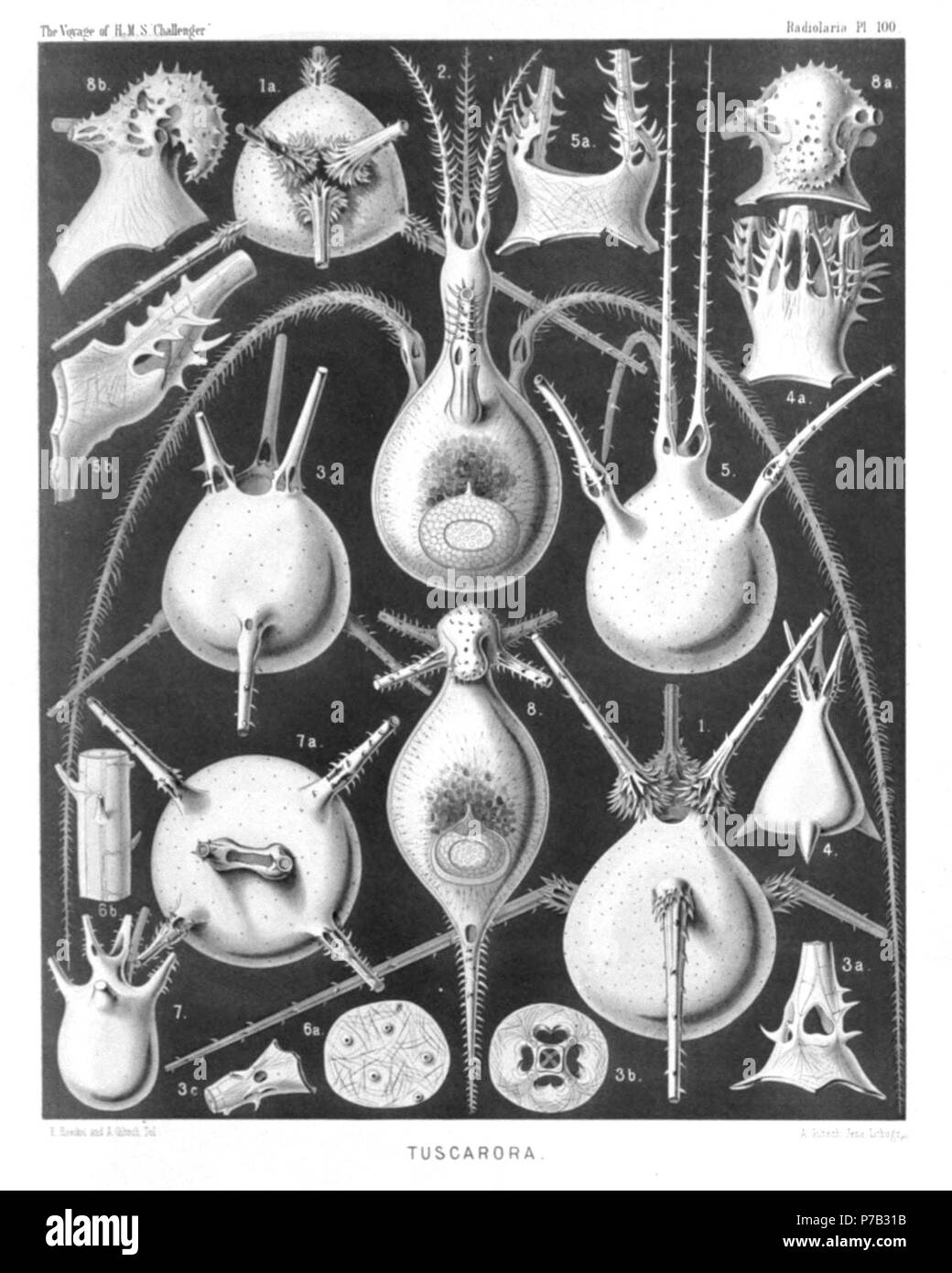 Englisch: Abbildung aus dem Bericht über die radiolaria gesammelt von H.M.S. Challenger während der Jahre 1873-1876. Teil III. Original Beschreibung: Platte 100. Tuscarorida. Durchm. Abb. 1. Tuscarora bisternaria, John Murray, × 30 Blick von der dorsalen Seite. Abb. 1a. Blick aus dem Mund Pole × 25 Abb. 2. Tuscarora murrayi, n. sp., × 30 Blick von der dorsalen Seite. Die zentrale Capsule (in der aboral Hälfte), und der phaeodium (in der Mitte des Shell-Buchse) sind sichtbar. Ein feines Netzwerk von pseudopodia durchdringt die calymma, das füllt den Hohlraum. Abb. 3. Tuscarora wyvillei, n. sp., × Stockfoto