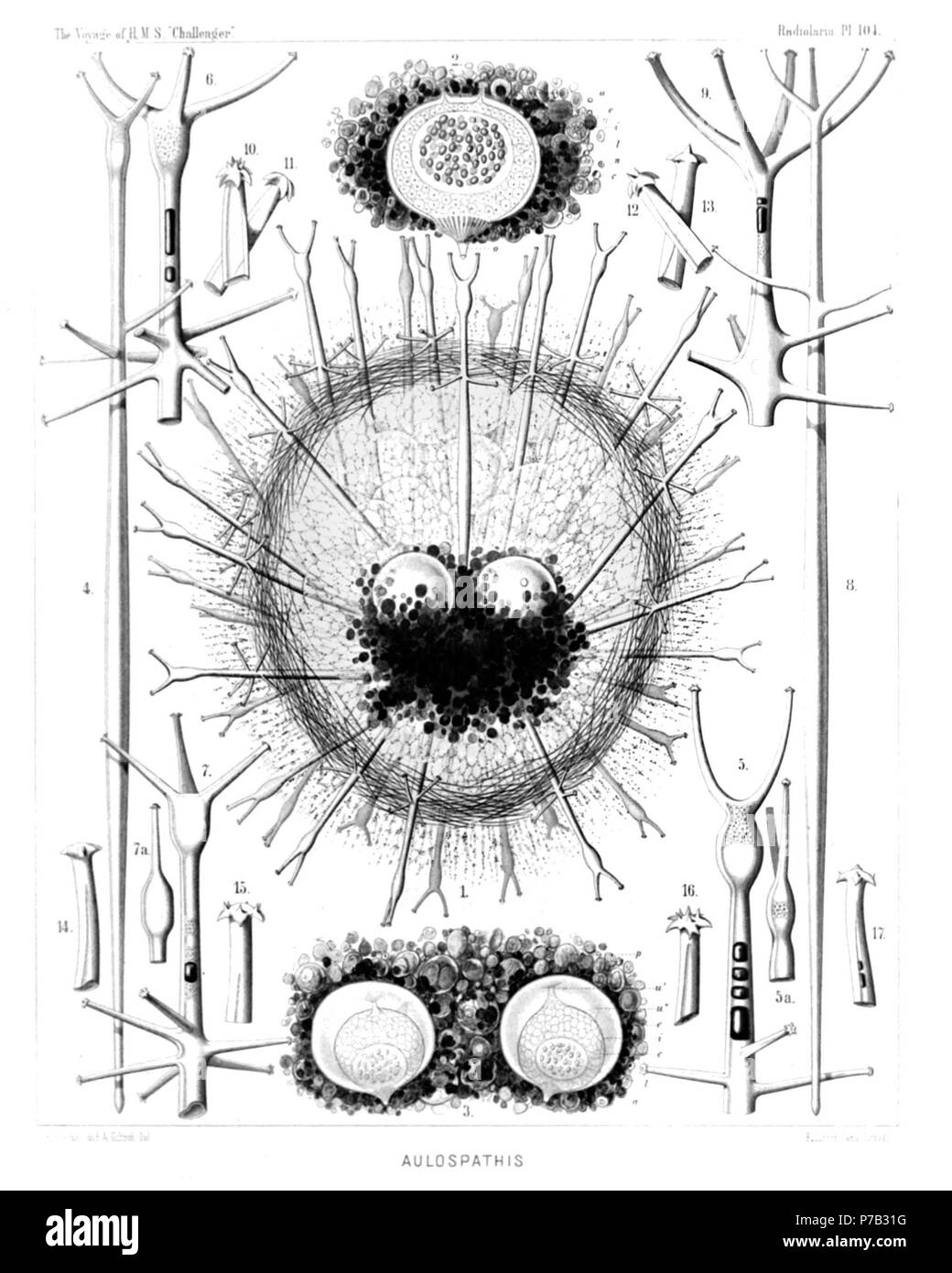 Englisch: Abbildung aus dem Bericht über die radiolaria gesammelt von H.M.S. Challenger während der Jahre 1873-1876. Teil III. Original Beschreibung: Platte 104. Aulacanthida. Durchm. Aulacanthida. Abb. 1. Aulospathis bifurca, n. sp., × 50 eine komplette Probe, der hervorragend erhaltenen, mit einem Eiförmig alveolate calymma und zwei zentrale Kapseln. Die Oberfläche des calymma ist mit tangentialem Nadeln bedeckt. Abb. 2. Aulospathis bifurca, n. sp., × 100 Eine isolierte zentrale Kapsel von einem anderen Muster, umgeben von Granulat Der phaeodium. o, Strahlen operculum des astropyle; u, die beiden seitlichen Stockfoto