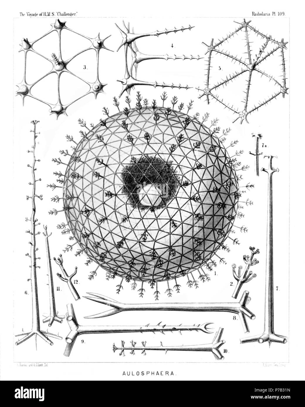 Englisch: Abbildung aus dem Bericht über die radiolaria gesammelt von H.M.S. Challenger während der Jahre 1873-1876. Teil III. Original Beschreibung: Platte 109. Aulosphaerida. Durchm. Abb. 1. Aulosphaera dendrophora, n. sp., × 50 Die gesamte Schale, mit der zentralen Kapsel und ihr Kern, umgeben von den Dunklen granulare phaeodium. Abb. 2. Aulosphaera dendrophora, n. sp., × 300 eine einzige radiale Rohr. Abb. 3. Aulosphaera sceptrophora, n. sp., × 300 eine sechseckige Gruppe von sechs dreieckigen Meshes. Abb. 4. Aulosphaera sceptrophora, n. sp., × 300 eine ähnliche Gruppe, von der Seite gesehen, mit drei radialen t Stockfoto