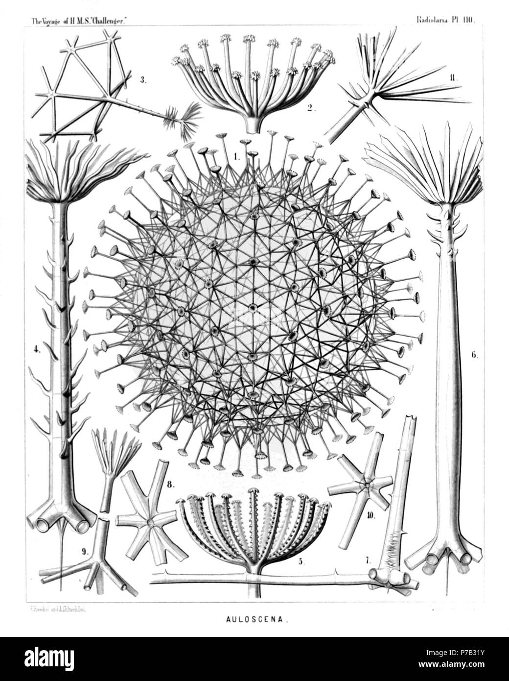 Englisch: Abbildung aus dem Bericht über die radiolaria gesammelt von H.M.S. Challenger während der Jahre 1873-1876. Teil III. Original Beschreibung: Platte 110. Aulosphaerida. Durchm. Abb. 1. Auloscena mirabilis, n. sp., × 50 Die komplette Schale, die eine regelmäßige vergitterten Sphäre, die sich aus gleichen sechseckigen Pyramiden ist; im oberen Bereich der einzelnen Pyramide trägt eine radiale Rohr mit einem Terminal Corona. Abb. 2. Auloscena mirabilis, n. sp., × 600 Terminal Corona eines einzelnen radialen Rohr. Abb. 3. Auloscena penicillus, n. sp., X 200 ein einzelnes Zelt-förmige Hebung oder sechsseitigen Pyramide, Lager auf t Stockfoto