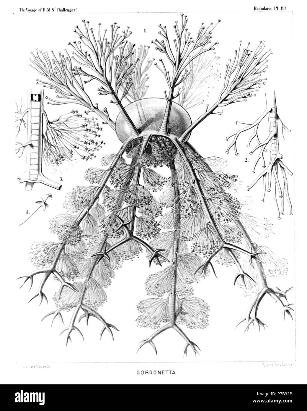 Englisch: Abbildung aus dem Bericht über die radiolaria gesammelt von H.M.S. Challenger während der Jahre 1873-1876. Teil III. Original Beschreibung: Platte 119. Medusettida. Durchm. Abb. 1. Gorgonetta mirabilis, n. sp., × 100 im ganzen Körper. Vom Rand der GAP-geformte Schale entstehen sechs aufsteigende baumartige Füße und sechs abwechselnd absteigend Füße, die mit Anker - überdachte Bleistifte und am distalen Ende. Aus dem Mund des fein alveolate Shell verzweigten Hängen wichtige Elemente der dunkel voluminösen phaeodium. Abb. 2. Gorgonetta mirabilis, n. sp., × 300 Das distale Ende einer Stockfoto