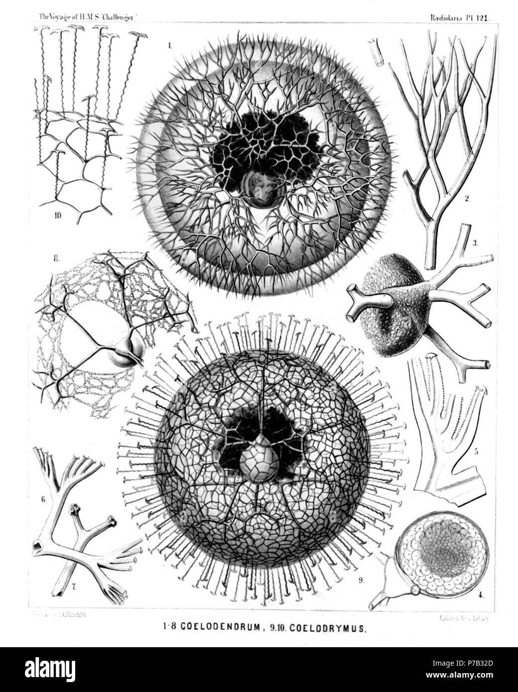 Englisch: Abbildung aus dem Bericht über die radiolaria gesammelt von H.M.S. Challenger während der Jahre 1873-1876. Teil III. Original Beschreibung: Platte 121. Coelodendrida. Durchm. Abb. 1. Coelodendrum furcatissimum, n. sp., × 50 eine komplette Probe mit der zentralen Kapsel und die großen phaeodium. Die sphärische calymma umhüllt fast das gesamte Skelett. Abb. 2. Coelodendrum furcatissimum, n. sp., × 300 einem distalen Zweig mit seinem Terminal Verzweigung. Abb. 3. Coelodendrum furcatissimum, n. sp., × 100 Ein Ventil des Tanks, mit seinen Galea und die vier hohlen gabelförmigen Rohren aus. Stockfoto