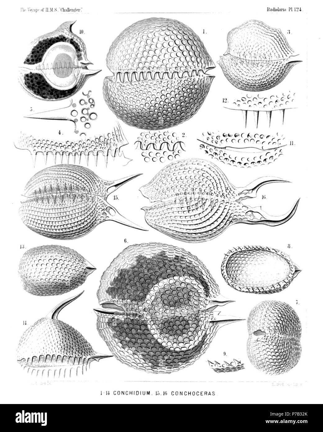 Englisch: Abbildung aus dem Bericht über die radiolaria gesammelt von H.M.S. Challenger während der Jahre 1873-1876. Teil III. Original Beschreibung: Platte 124. Concharida. Durchm. Abb. 1. Conchidium terebratula, n. sp., × 400 laterale Ansicht, von der linken Seite. Abb. 2. Conchidium terebratula, n. sp., × 800 ein Stück des frontalen Gürtel - Riss, in die Zähne der beiden Ventile ineinander verfangen. Abb. 3. Conchidium rhynchonella, n. sp., x 200 laterale Ansicht, von der linken Seite. Abb. 4. Conchidium leptaena, n. sp., × 300 Gürtel - Spalte mit den Zähnen, von der linken Seite gesehen. Abb. 5. Stockfoto