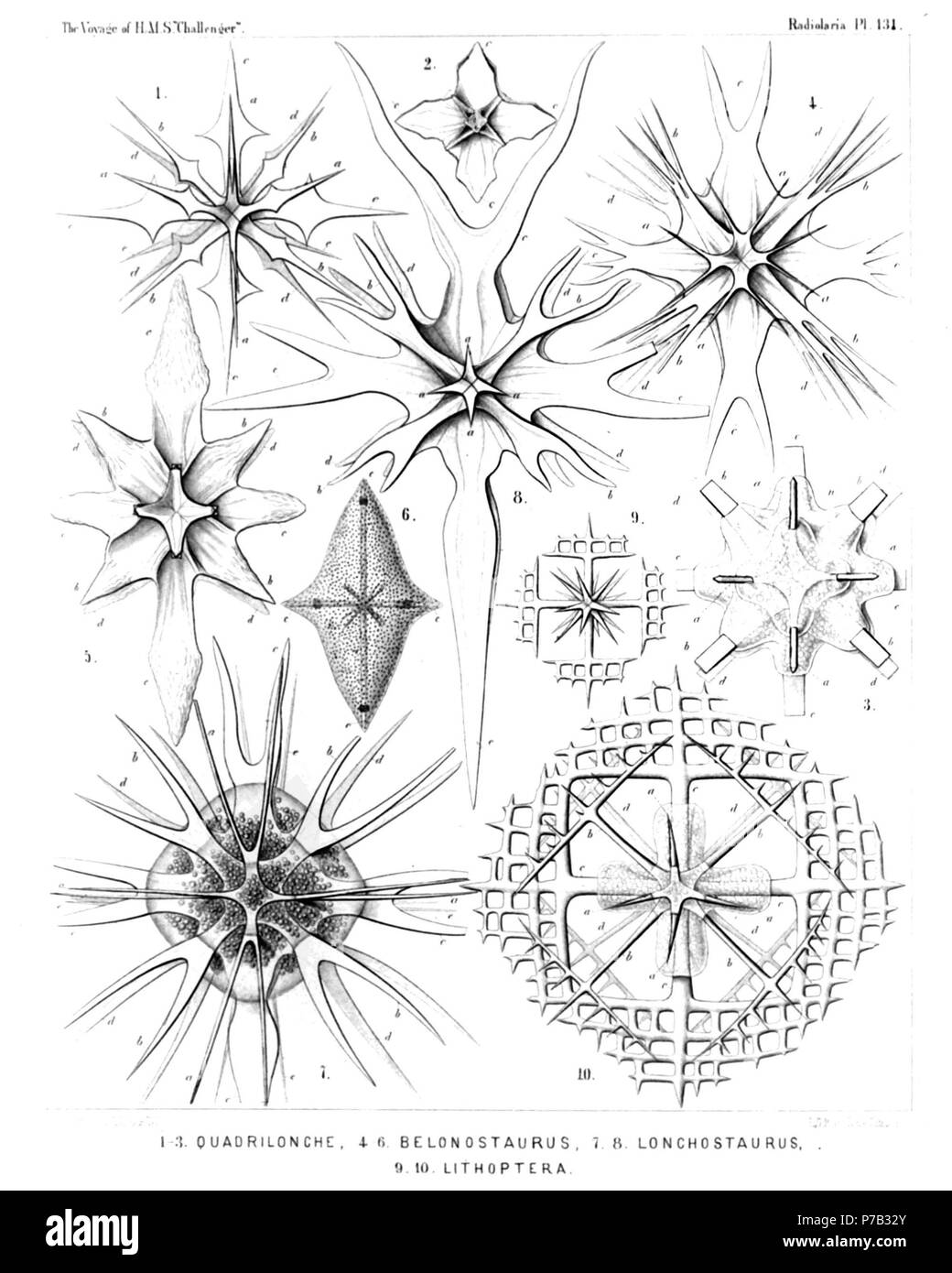 Englisch: Abbildung aus dem Bericht über die radiolaria gesammelt von H.M.S. Challenger während der Jahre 1873-1876. Teil III. Original Beschreibung: Platte 131. Quadrilonchida. Durchm. Abb. 1. Quadrilonche mesostaura, n. sp., × 300 Abb. 2. Quadrilonche platystaura, n. sp., × 100 Abb. 3. Xiphoptera dodecactena, n. sp., × 200 Die zentrale Kapsel mit den zentralen Teil des Skeletts. Abb. 4. Lonchostaurus bifurcus, n. sp., × 300 Abb. 5. Lonchostaurus crystallinus, n. sp., × 400 Abb. 6. Lonchostaurus rhomboides, n. sp., × 200 Die radialen Stacheln sind vollständig in die Rhombische calym eingeschlossen Stockfoto