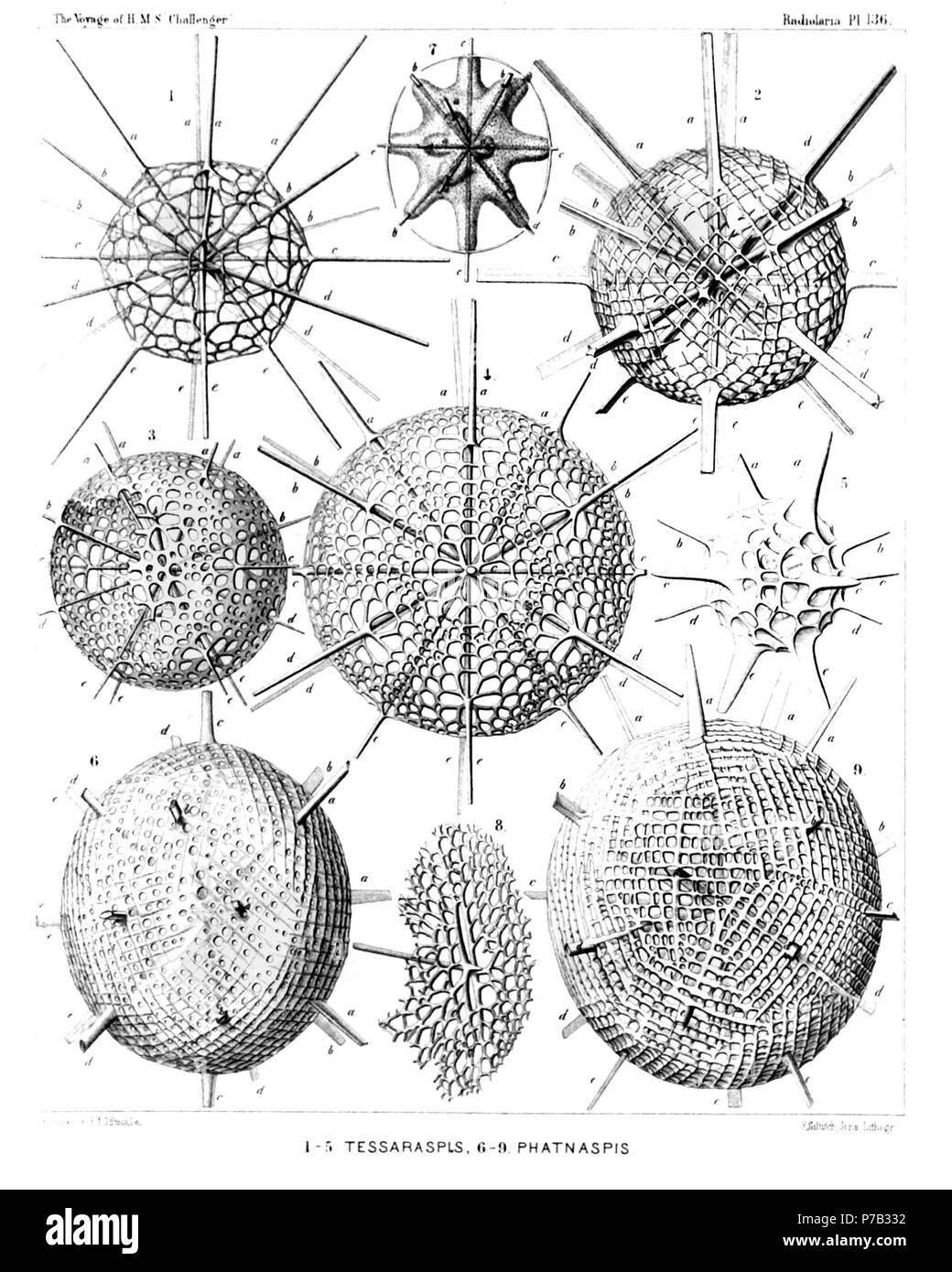 Englisch: Abbildung aus dem Bericht über die radiolaria gesammelt von H.M.S. Challenger während der Jahre 1873-1876. Teil III. Original Beschreibung: Platte 136. Dorataspida et Belonaspida. Durchm. Abb. 1. Tessaraspis arachnoides, n. sp., × 300 Abb. 2. Icosaspis tabulata, n. sp., x 200 Abb. 3. Icosaspis icosastaura, n. sp., × 400 Abb. 4. Icosaspis elegans, n. sp., × 300 Abb. 5. Tessaraspis concreta, n. sp., × 400 Abb. 6. Phatnaspis cristata, n. sp., × 400 Abb. 7. Phatnaspis haliommidium, n. sp., x 200 Zentrale Kapsel innerhalb der Shell - skizzieren. Abb. 8. Coscinaspis polypora, n. sp., × 30 Stockfoto