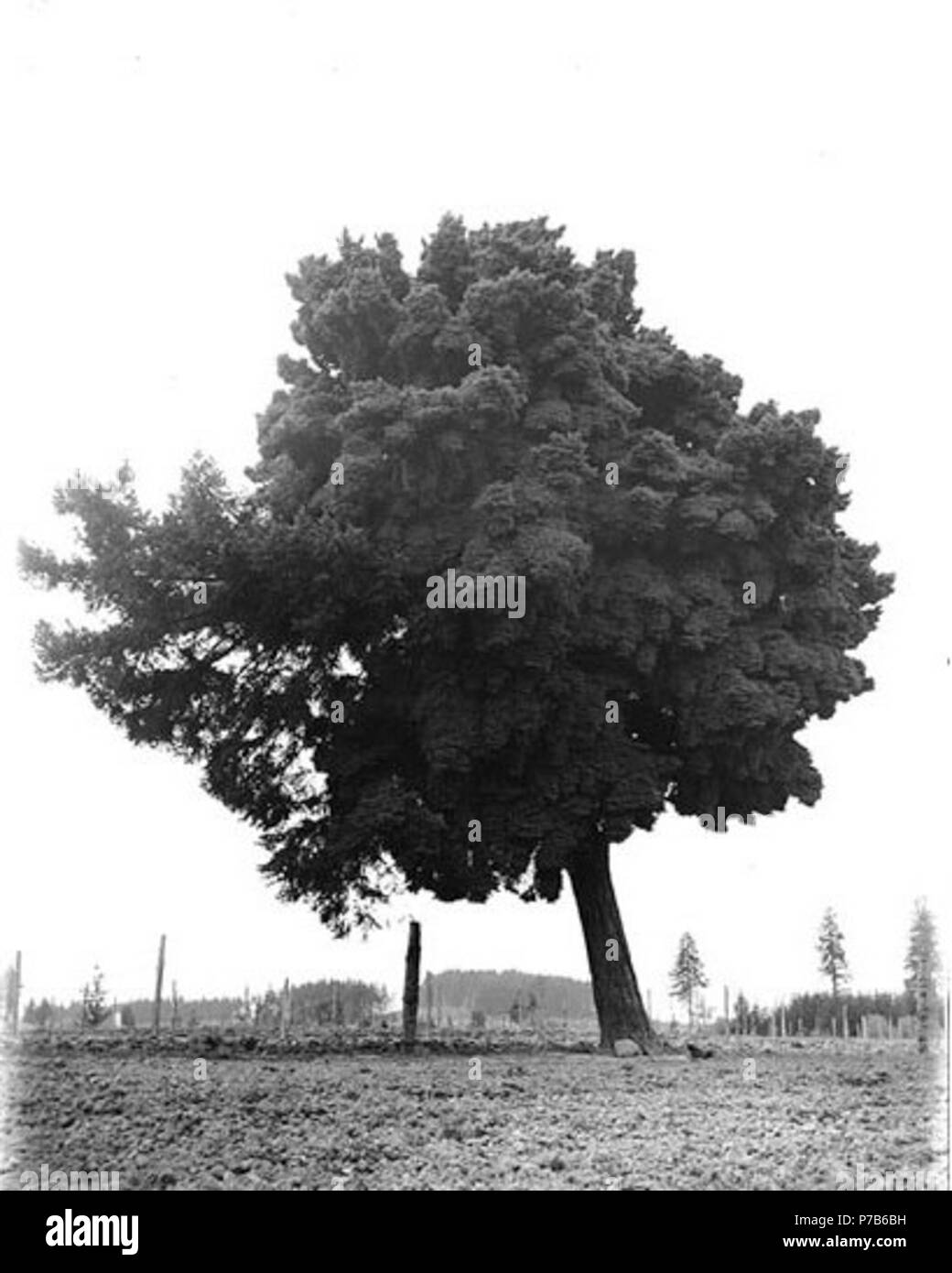 . Englisch: Einzelne große Baum lehnend Links, Washington State, Ca. 1908. Englisch: Auf der Hülse der Negativen: Bäume, lehnend, einsamen Themen (LCTGM): Bäume - Washington (State). ca. 1908 76 Einzelne große Baum lehnend Links, Washington State, ca 1908 (BAR109) Stockfoto