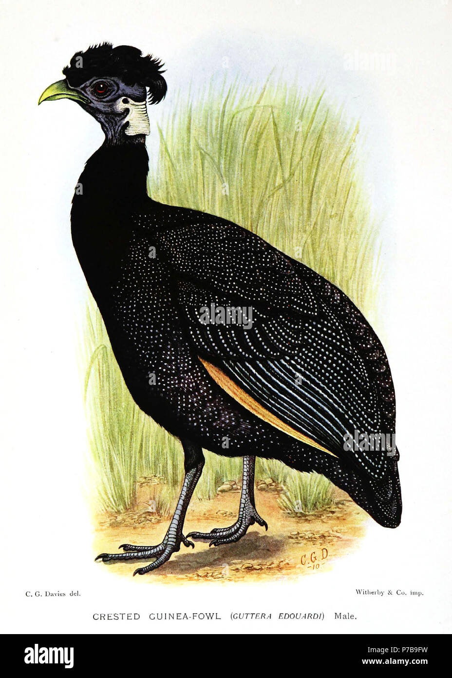 Guttera pucherani edouardi. 1912 44 GutteraEdouardiDavies Stockfoto