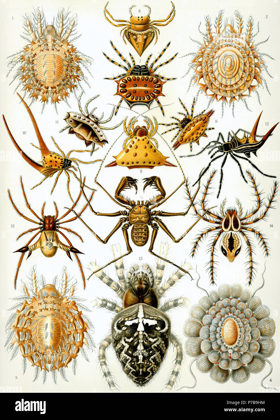 N/A. 1904 44 Haeckel Spinnen Stockfoto