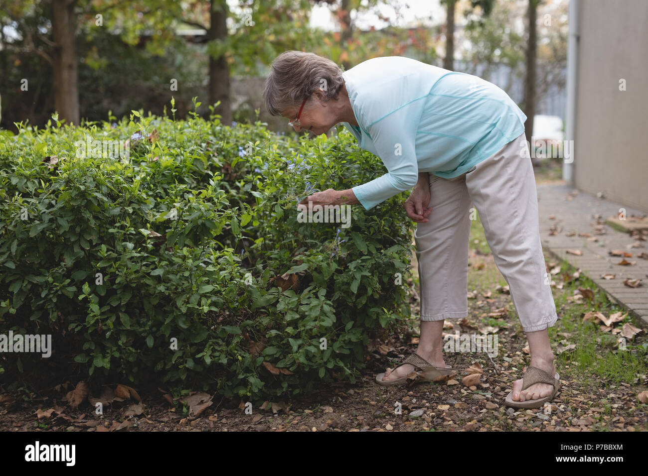 Ältere Frau Kontrolle der Pflanzen im Hinterhof Stockfoto