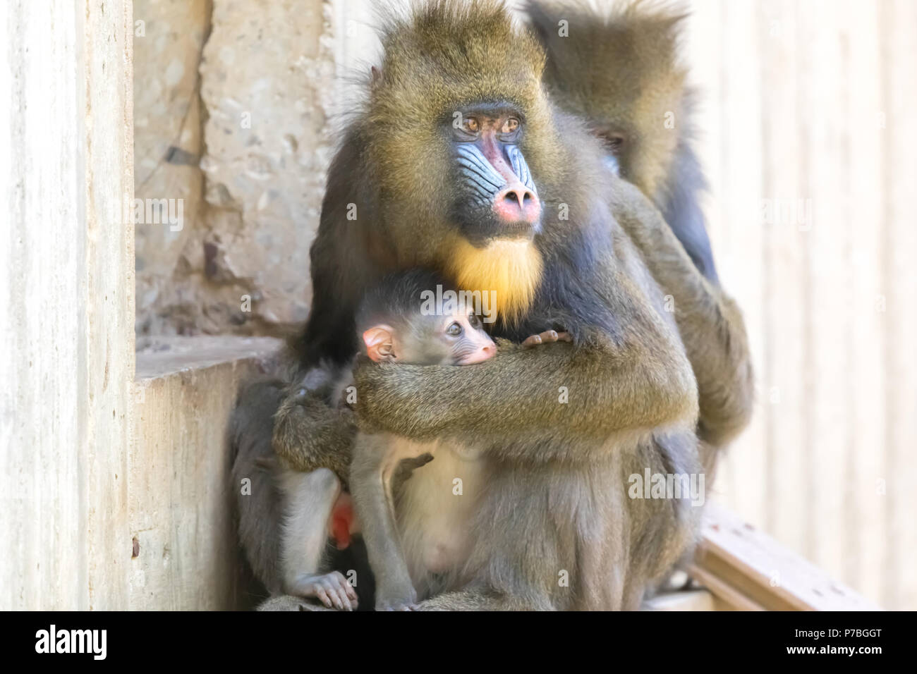 Mandrill Mamma ihr Baby zu schützen. Stockfoto