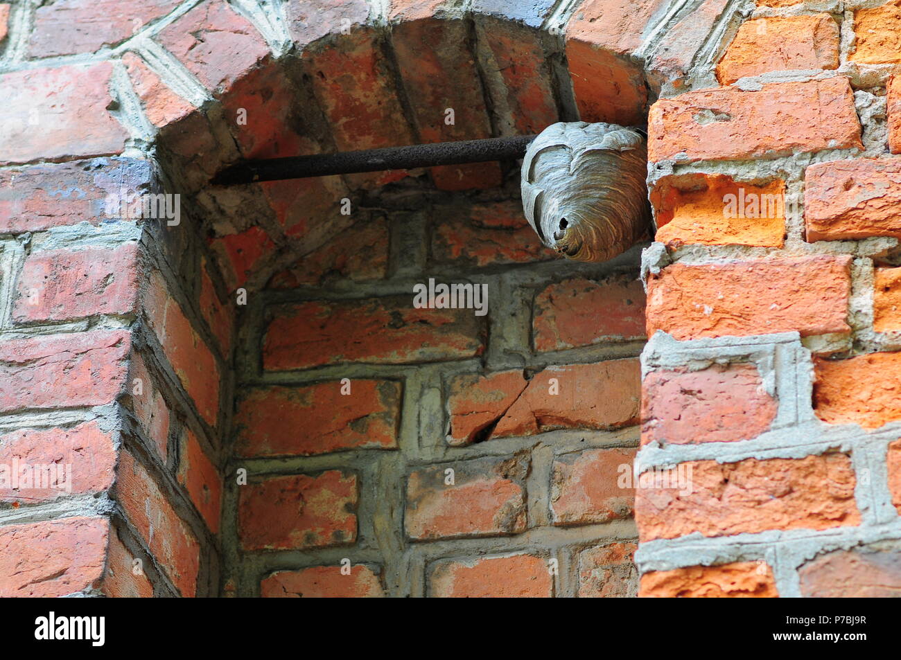 Wespe (Vespula vulgaris) Nest in das alte Fenster öffnen auf Ziegelgebäude. Stockfoto