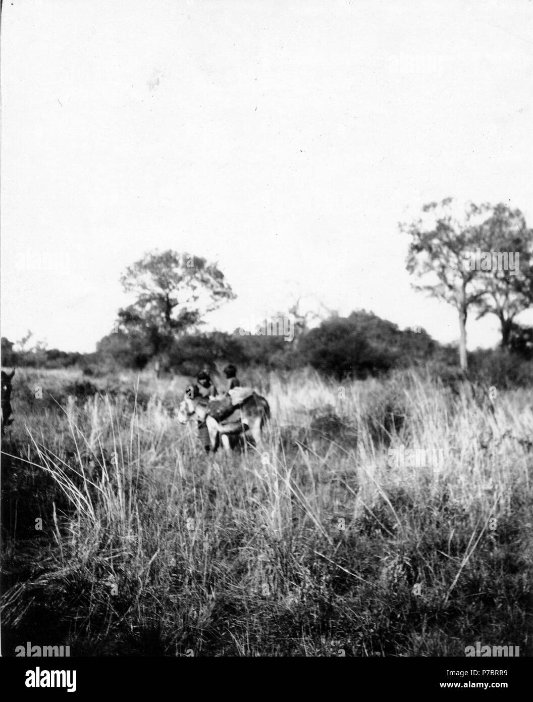 14 Scheune från odlingen vända Saum. Rio Pilcomayo, Gran Chaco. Bolivien - SMVK - 004736 Stockfoto