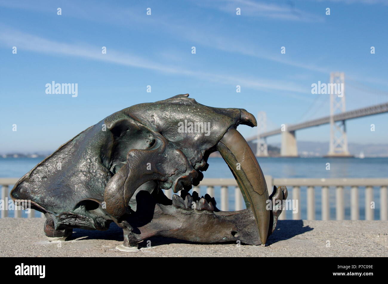 Ein Metall Skulptur von Dire Wolf Schädel, der auf der San Francisco waterfront platziert, mit einem Golden Gate Kulisse. Todeswölfe hier vor 10.000 Jahren gejagt Stockfoto
