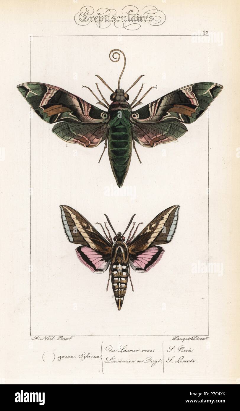 Oleander Tabakschwärmer, Daphnis nerii und hummingbird Motten oder Weiß gesäumten Sphinx, Hyles lineata. Papierkörbe Stahlstich von der Pauquet Brüder nach einer Illustration von Alexis Nicolas Noel von Hippolyte Lucas "natürliche Geschichte der Europäischen Schmetterlinge, Histoire Naturelle des Lepidopteres d'Europe, 1864. Stockfoto