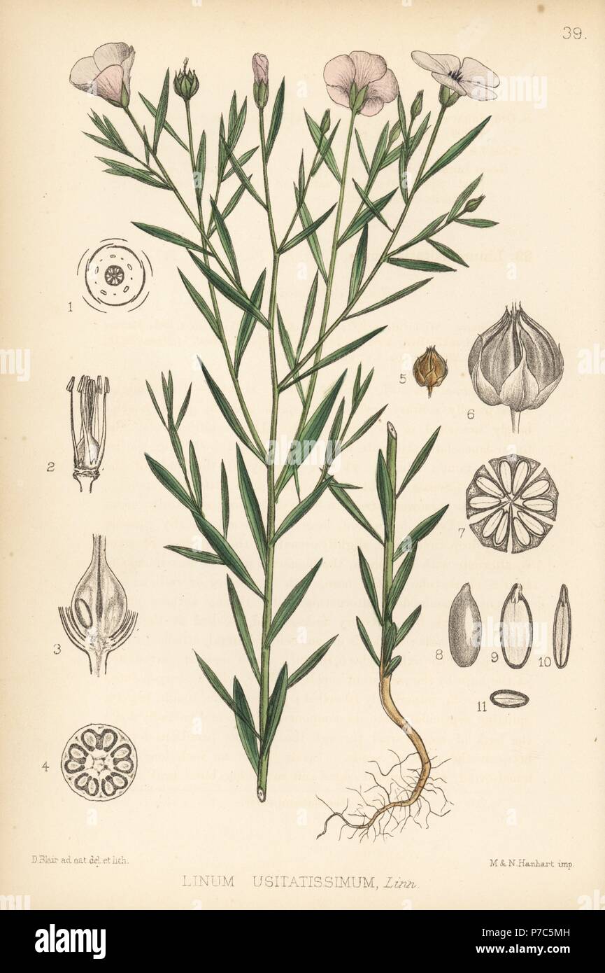 Flachs, Linum usitatissimum. Papierkörbe Lithographie von Hanhart nach einem botanischen Abbildung von David Blair von Robert Bentley und Henry Trimen von Heilpflanzen, London, 1880. Stockfoto