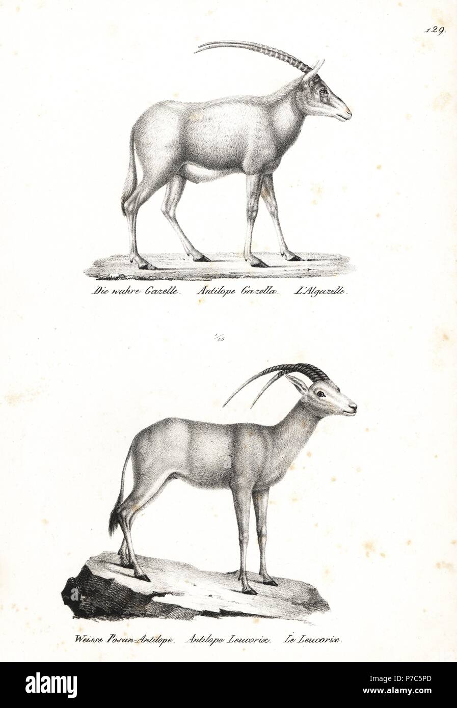 Rhim Gazelle, Gazella leptoceros (gefährdete), sowie die Arabische Oryx, Oryx leucoryx (anfällig). Von Karl Joseph Brodtmann von Heinrich Rudolf Schinz illustrierte Naturgeschichte der Menschen und der Tiere, 1836 Lithographie. Stockfoto