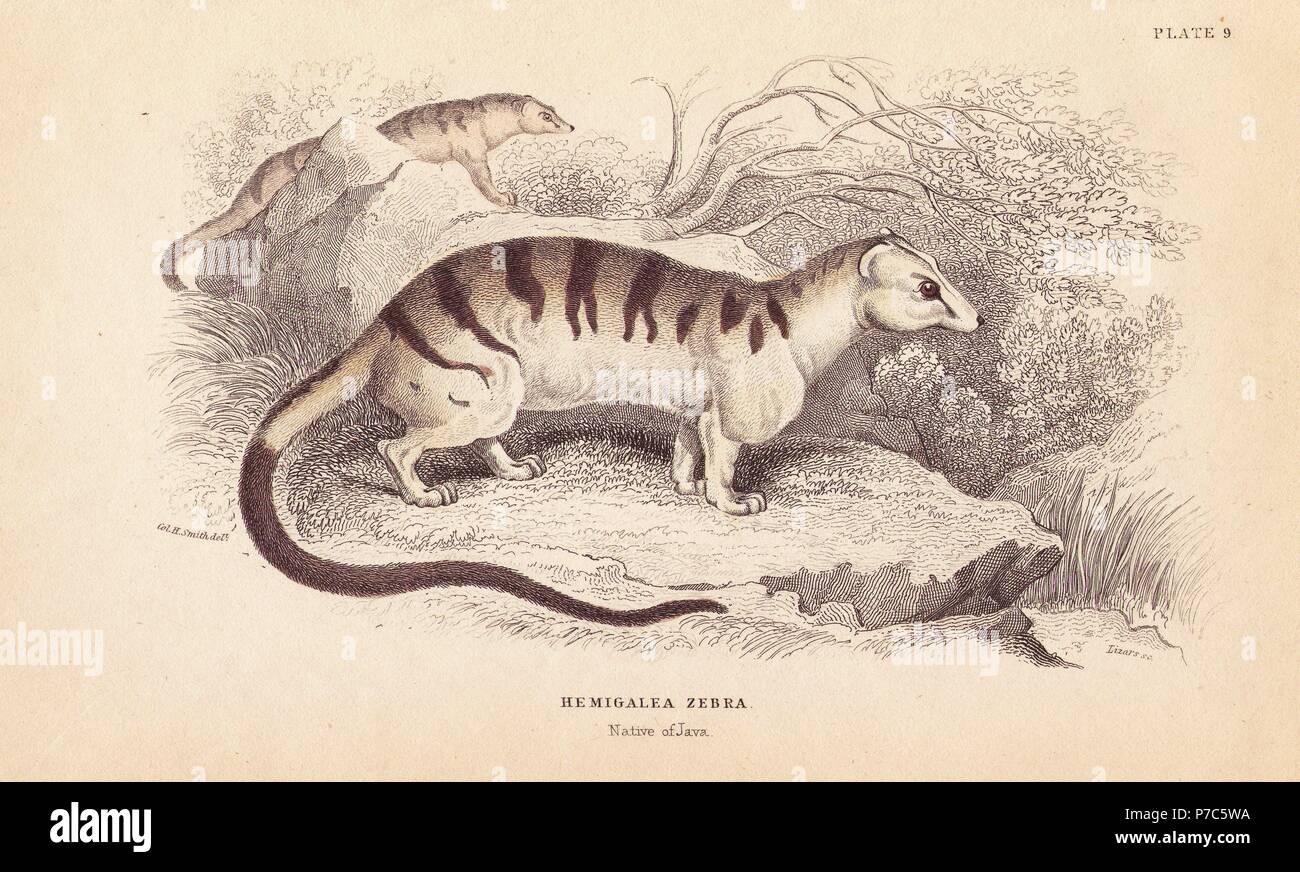 Gebänderte Palm civet Cat, Hemigalus derbyanus Hemigalea (Zebra). Bedroht. Papierkörbe Stahlstich von Lizars nach einer Illustration von Charles Hamilton Smith von William Jardine's Naturalist's Library, Edinburgh, 1843. Stockfoto