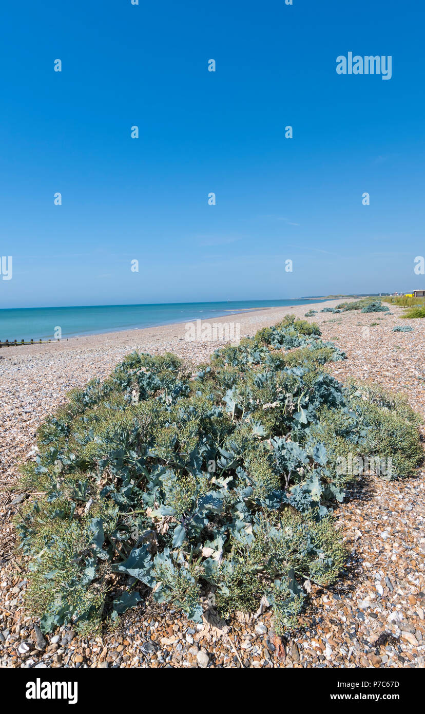 Strand Vegetation auf einem Strand am Meer im Sommer in England, Großbritannien. Portrait vertikal mit kopieren. Stockfoto
