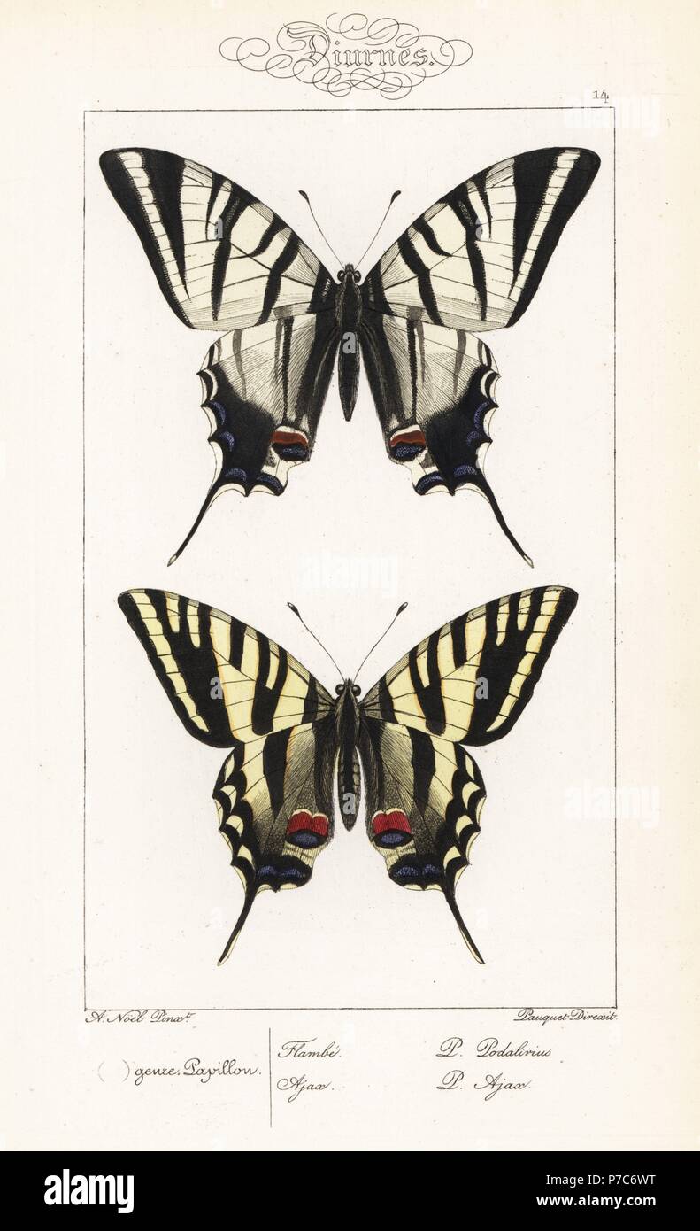 Knappen Schwalbenschwanz, Iphiclides Podalirius und unbekannte Schwalbenschwanz Papilio Ajax (unterdrückte Name). (Östliche Tiger Schwalbenschwanz, Papilio Glaucus?) Handkoloriert Stahlstich der Gebrüder Pauquet nach einer Illustration von Alexis Nicolas Noel von Hippolyte Lucas' Natural History of European Butterflies, Histoire Naturelle des Lepidopteres d ' Europe, 1864. Stockfoto