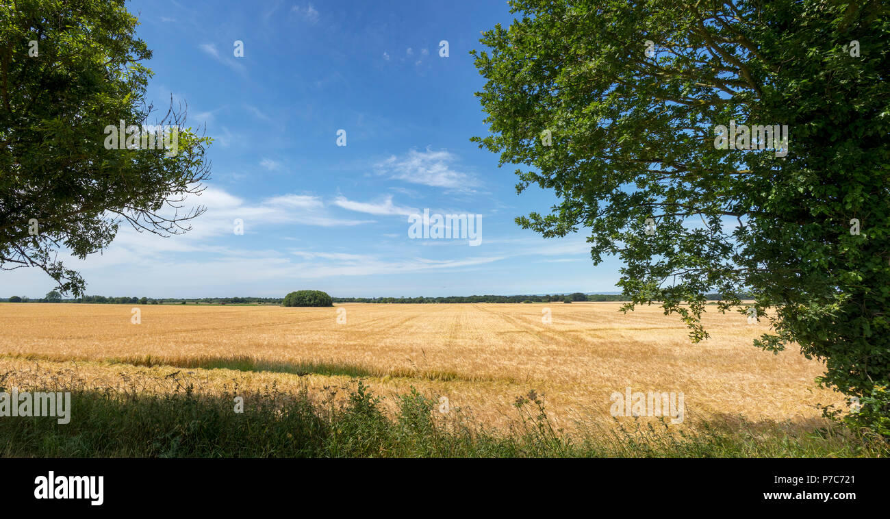 Acker, Getreide, Feld Stockfoto
