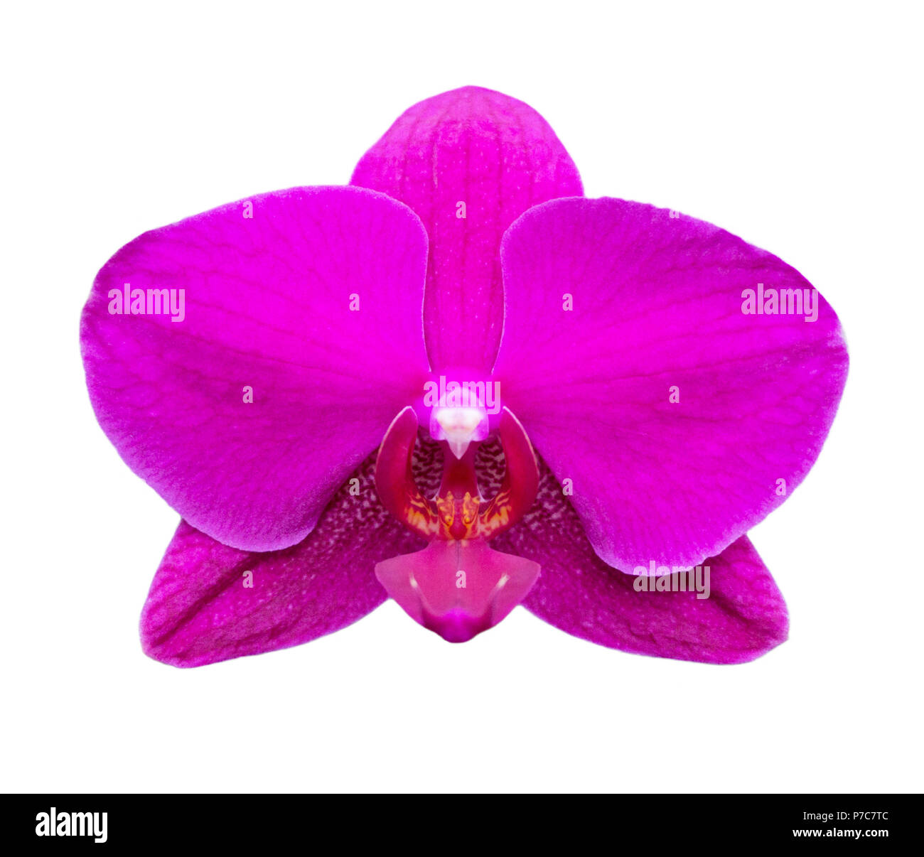 Lila-fuchsia Phalaenopsis Orchidee Stockfoto