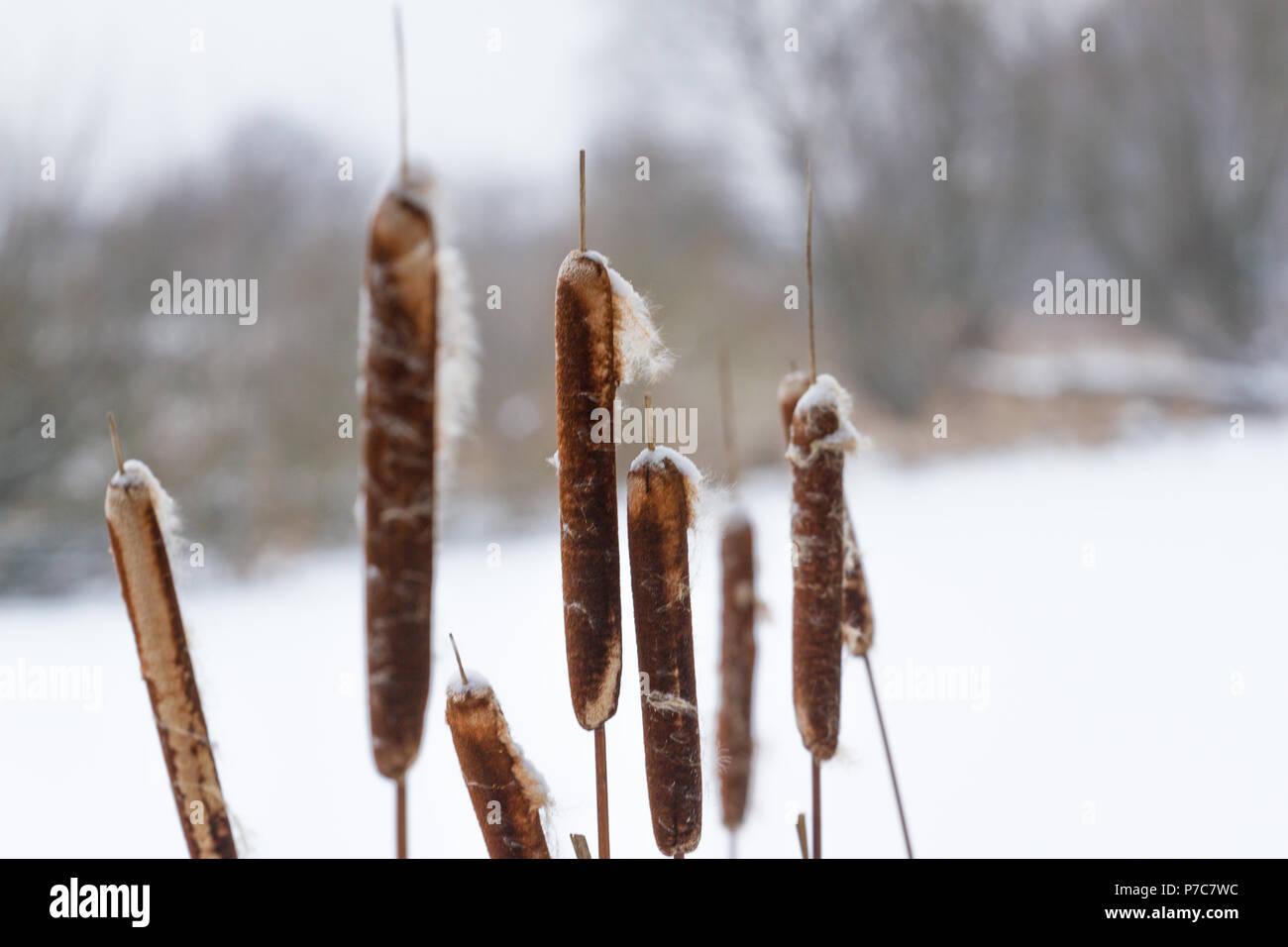 Ein rohr Anlage im Schnee wächst von einem zugefrorenen Fluss. Stockfoto