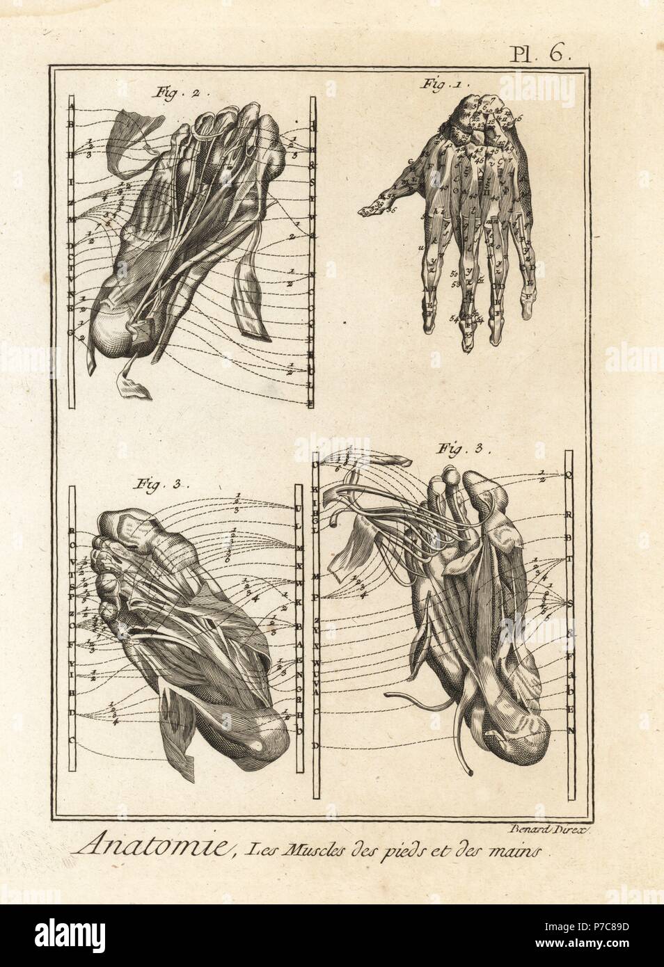 Zerlegung der Muskeln in der Hand und Fuß. Kupferstich von Robert Benard von Denis Diderots Enzyklopädie, Pellets, Genf, 1779. Stockfoto