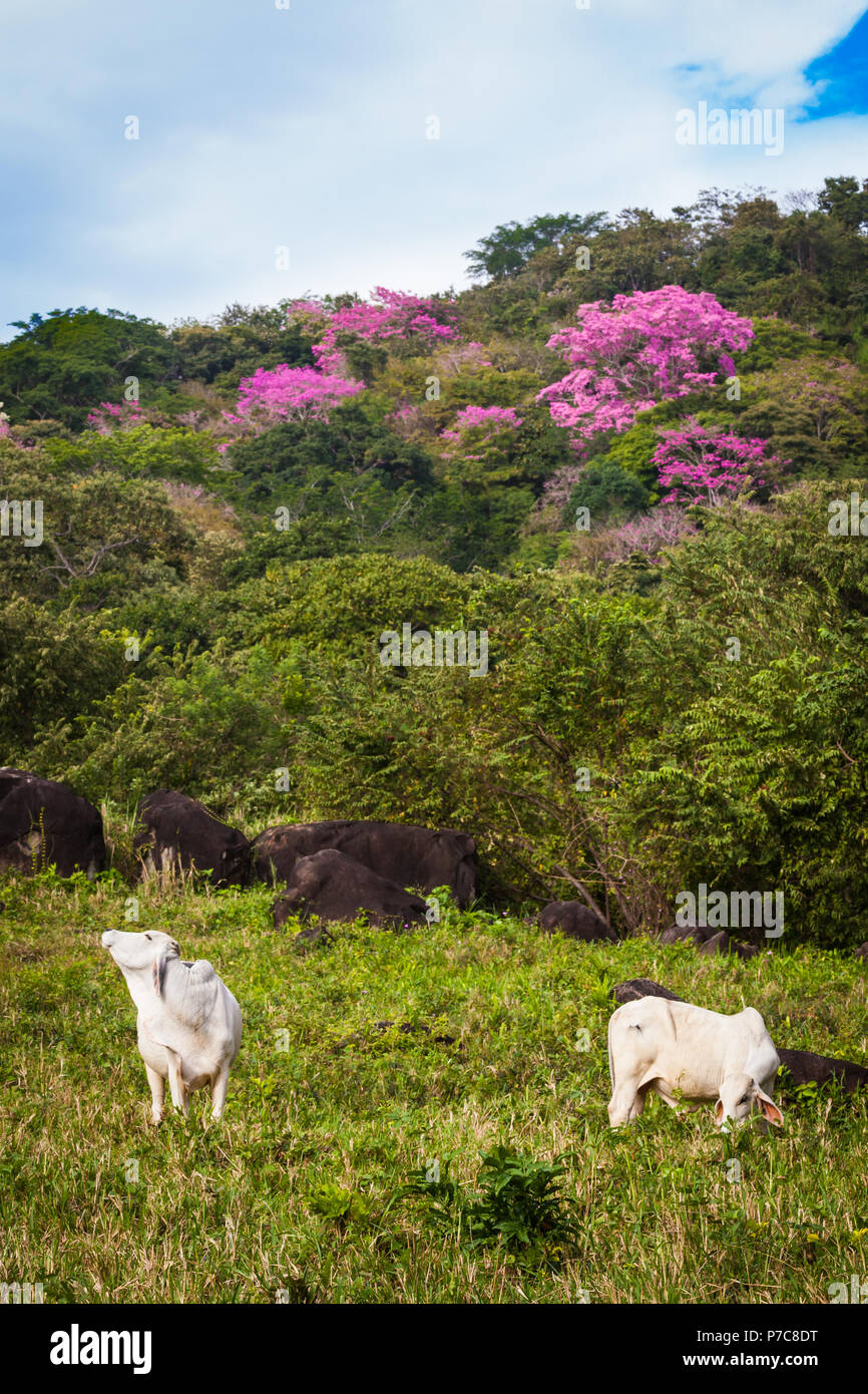 Viehzucht in der Nähe von Cerro Chame, Pazifikküste, Republik Panama. Die blühenden Bäume im Hintergrund sind rosige Trompetenbäume, Tabebuia rosea. Stockfoto