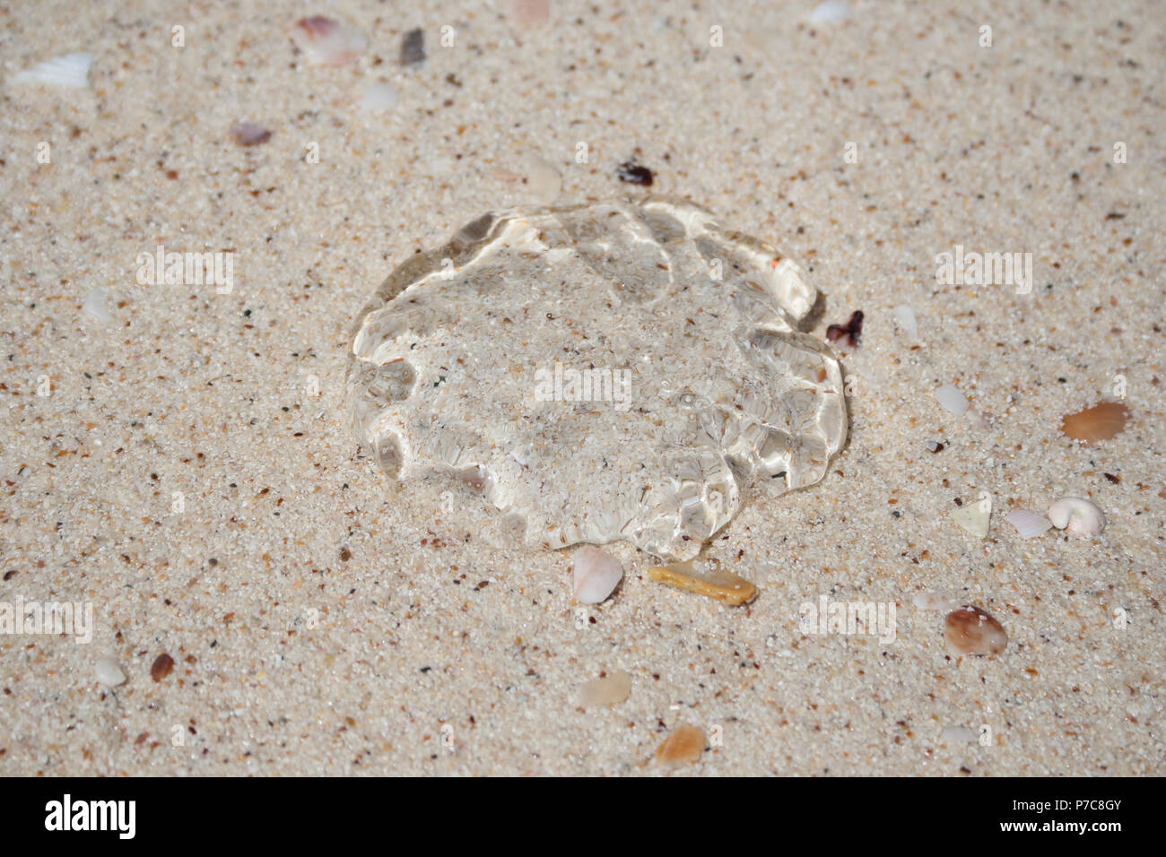 Nahaufnahme einer kompletten transparenten, Gallertartige, regenschirm-förmige Bell einer Qualle gewaschen an Land auf weißen Sandstrand Pulau Beras Besah's Beach, eine Insel... Stockfoto
