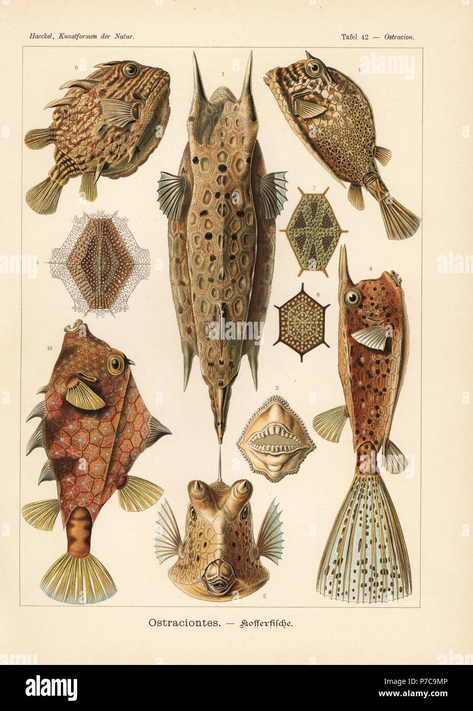 Ostraciontes: Longhorn Surfschulen, Lactoria Cornuta, scrawled Surfschulen, Acanthostracion Quadricornis, gestreifte Surfschulen, Aracana Golden und Buckelwale Turm Fisch, Tetrosomus Gibbosus. Farblitho von Adolf Glitsch von einer Abbildung von Ernst Haeckel von Kunstformen in der Natur, Kunstformen der Natur, Liepzig, Deutschland, 1904. Stockfoto