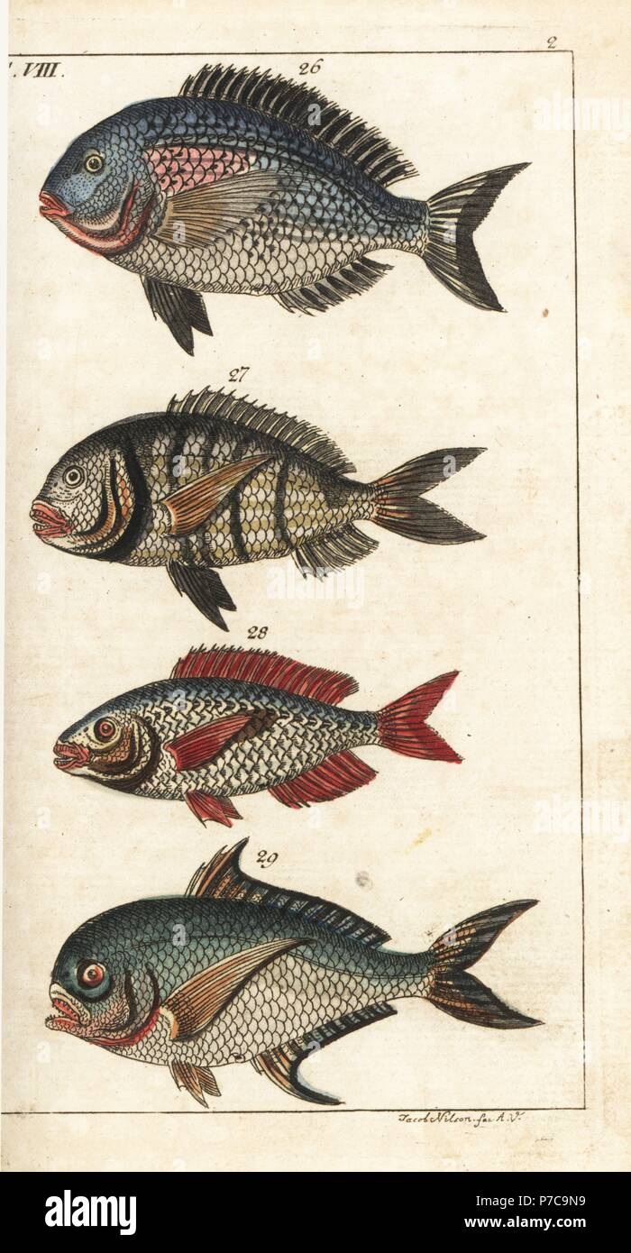 Aus Goldbrasse, Sparus Aurata 26 weißen Goldbrasse, Diplodus Sargus Sargus 27, Menola, Spicara Maena 28 und Rays Brassen, Brama Brama 29. Natürlich Kupferstich nach Jacob Nilson vom Gottlieb Tobias Wilhelm Encyclopedia of Natural History: Fisch, Augsburg, 1804. Wilhelm (1758-1811) war ein bayerischer Pfarrer und Naturforscher, bekannt als die deutsche Buffon. Stockfoto