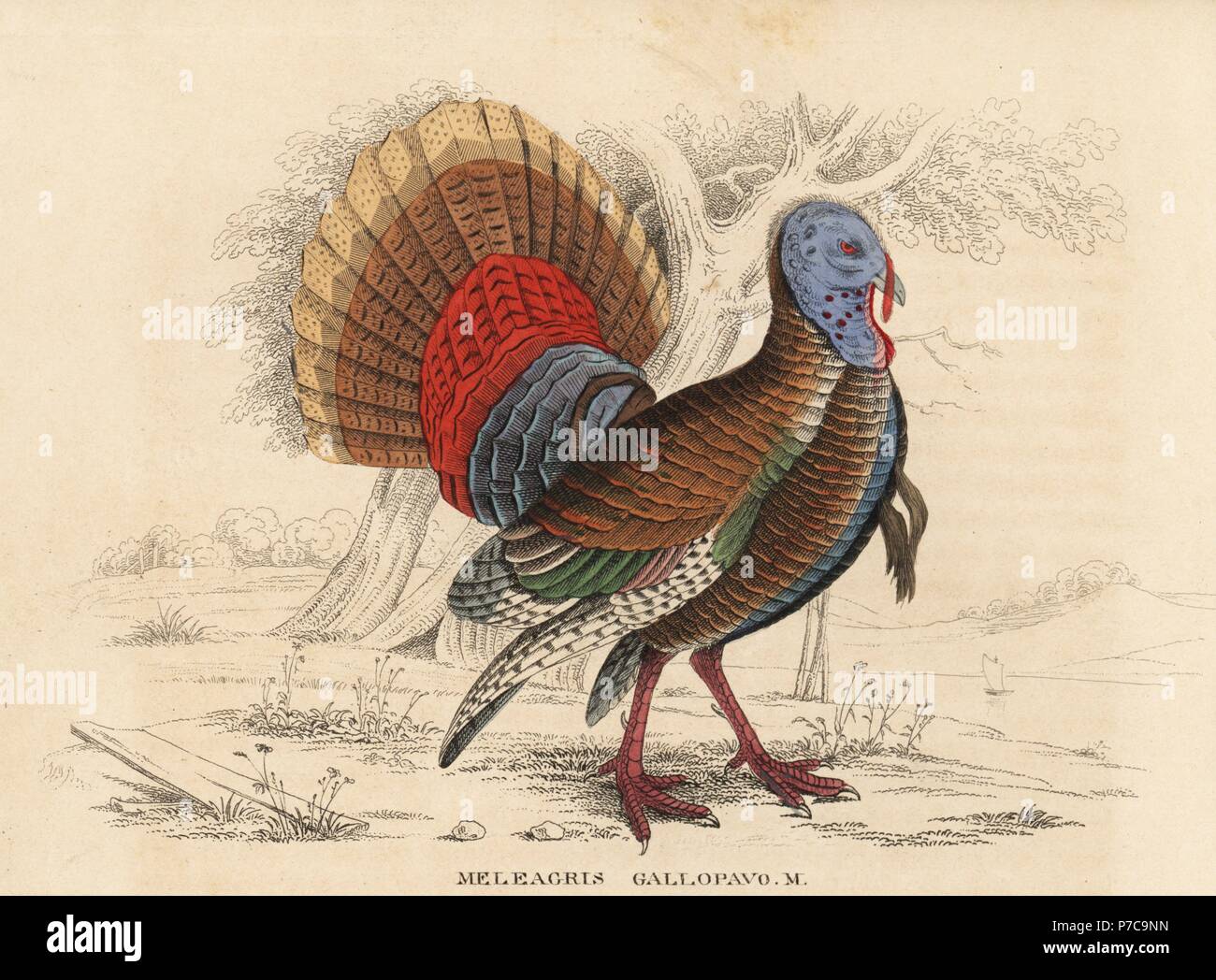 Wilder Truthahn, Meleagris Gallopavo, männlich oder Tom. Handkoloriert Lithographie von Georg Friedrich Treitschkes Galerie of Natural History, Naturhistorischer Bildersaal des Thierreiches, Liepzig, 1842. Stockfoto
