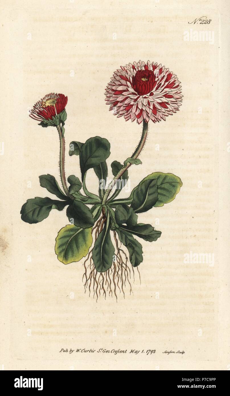 Großes Doppelzimmer mit Gänseblümchen, Bellis perennis var. major Flore pleno. Papierkörbe Kupferstich von sansom von William Curtis Botanical Magazine, London, 1793. Stockfoto