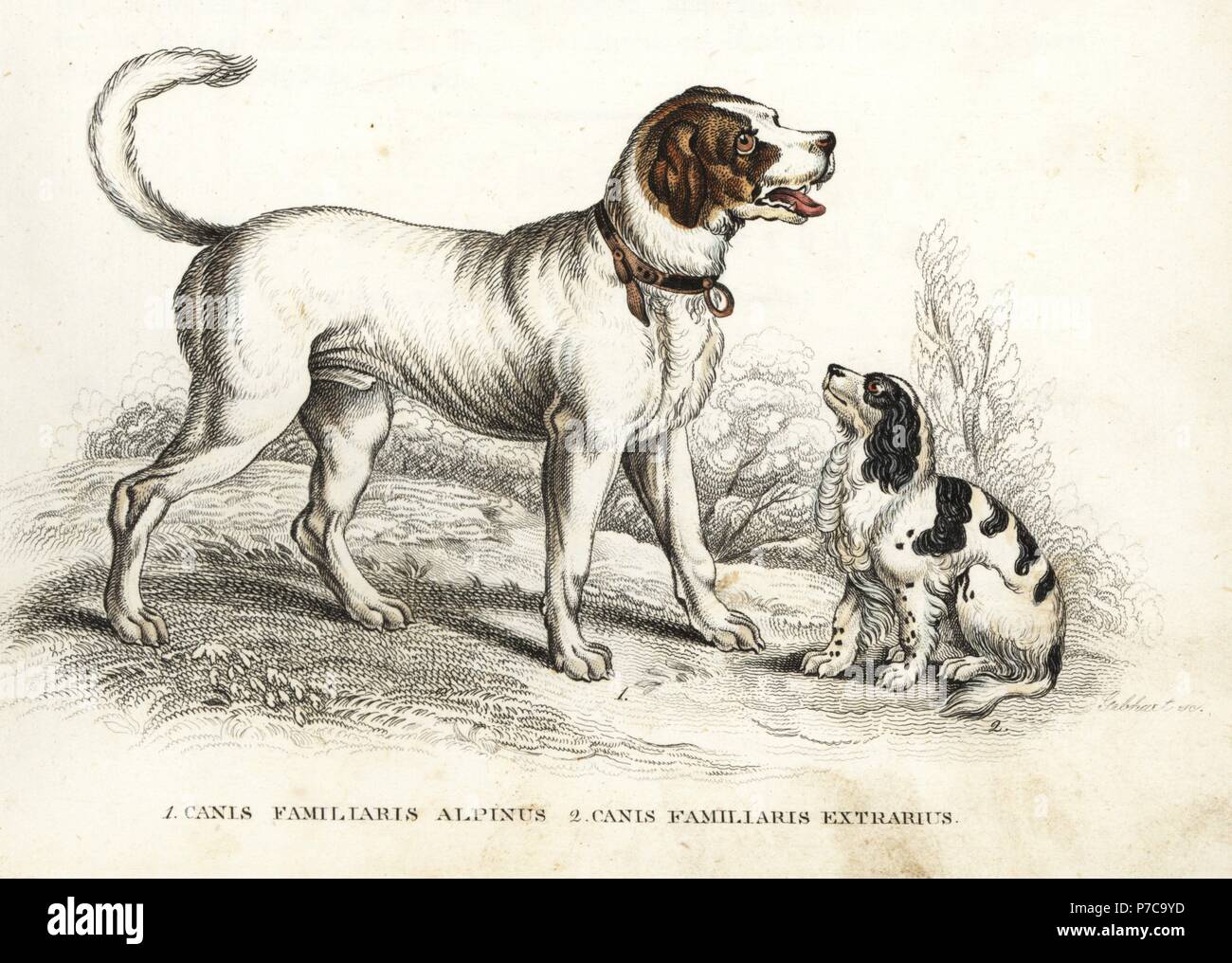 Bernhardiner und King Charles Spaniel, Canis Lupus Familiaris. Handkoloriert Lithographie von Georg Friedrich Treitschkes Galerie of Natural History, Naturhistorischer Bildersaal des Thierreiches, Liepzig, 1842. Stockfoto